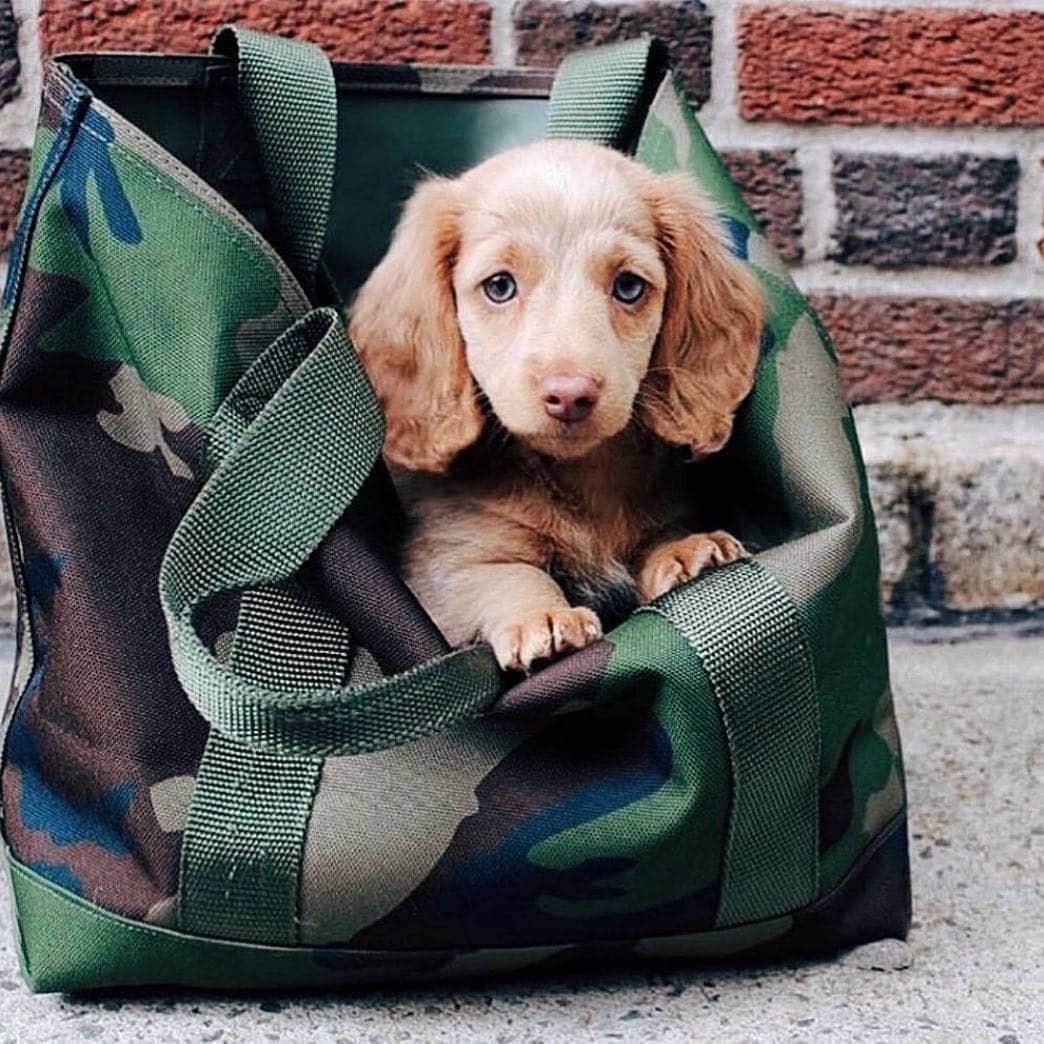 L.L.Beanさんのインスタグラム写真 - (L.L.BeanInstagram)「Our most fetching spring accessory: the Hunter’s Tote Bag. #BeanOutsider (📷: @lunatheminidox ) Shop with the link in our bio.」4月27日 11時31分 - llbean