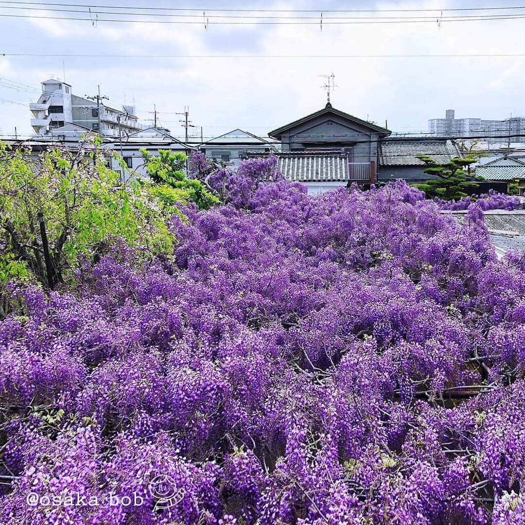 のインスタグラム：「Osaka flowers bloomed a little late this year, including the impressive  Kajimoto wisteria 😍 So the Shindajuku wisteria festival has been extended till Apr27. You still  have a few days to catch it!!! . 今年は桜もやけど、藤の開花も遅いみたい！ 27日まで延長♪ . #japanesewisteria #Sennan #野田藤 #藤まつり #withOsakaBob #OSAKA #maido」