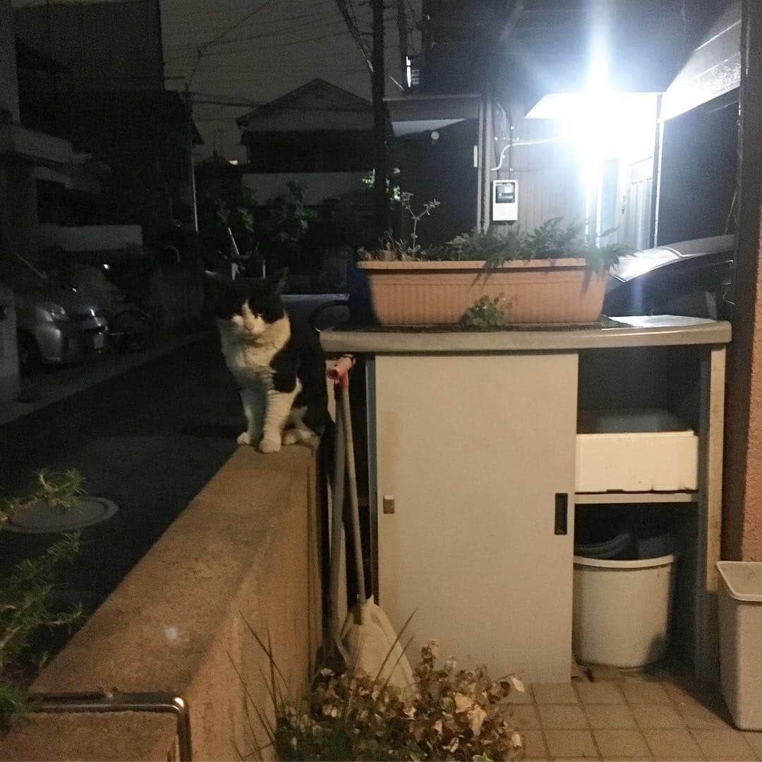 Kachimo Yoshimatsuさんのインスタグラム写真 - (Kachimo YoshimatsuInstagram)「昨夜、帰ったら、待ってた。 「オヤジ、メシ！」 #uchinonekora #ikasumi #neko #cat #catstagram #kachimo #猫 #ねこ #うちの猫ら http://kachimo.exblog.jp」4月27日 11時50分 - kachimo