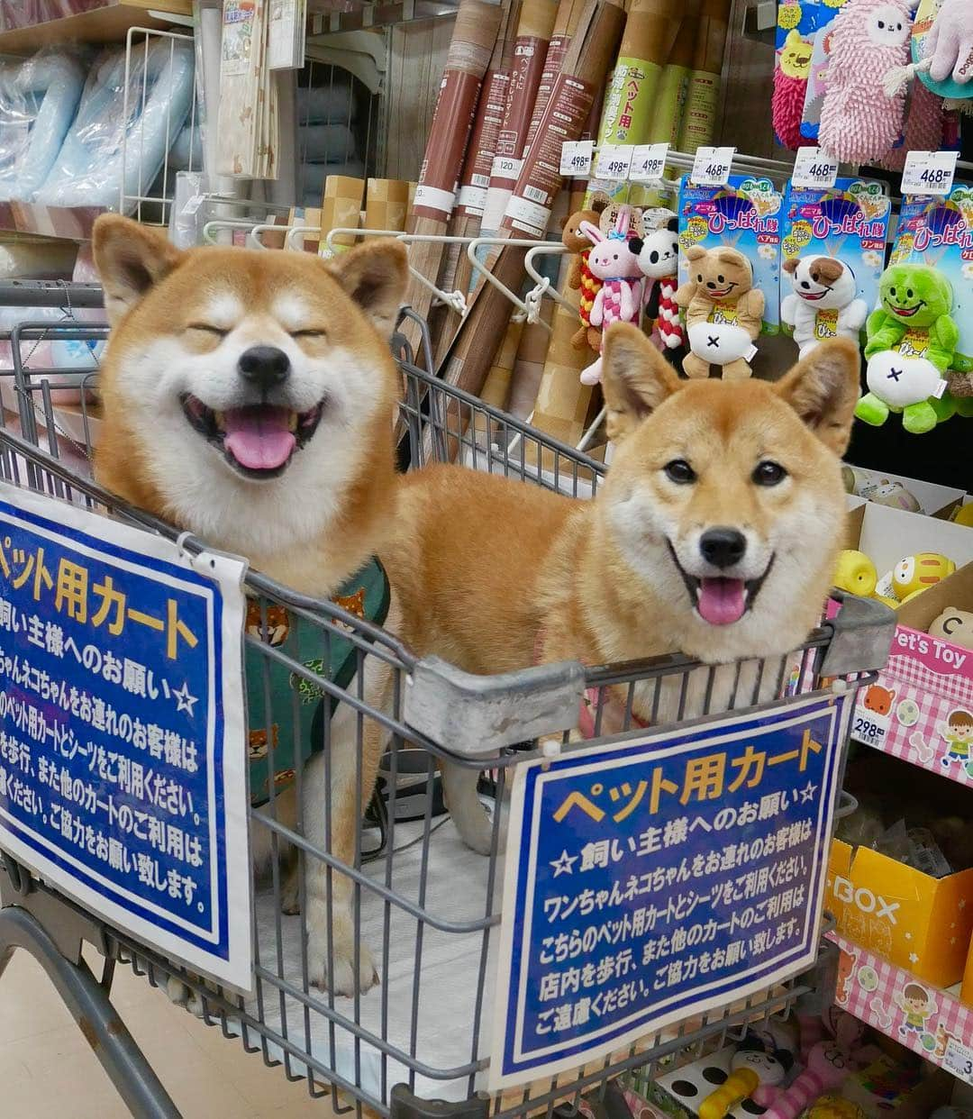 shibainu berryさんのインスタグラム写真 - (shibainu berryInstagram)「shopping🐻🦊🛒🎶 先日ホームセンターに買い物行った時の写真🐻🦊🛒 今日はべりむくはゆったり休日過ごしてるよ☺️ #❤️迷子犬の掲示板応援団 @maigo_dog  #❤️迷子犬の掲示板四国応援 @maigo_dog_shikoku #めざせ迷子犬ゼロ👌 #柴犬 #べりやん #べりむく #多頭飼い #berry #shiba #shibainu  #shibainumania #shibastagram #instashiba #ぷにっと部 #口角キュキュッと部  #チーム俺様 →部員絶賛募集中 #shiba_snap #proudshibas #west_dog_japan #サンデイ #instagramjapan #ふわもこ部 #pecoいぬ部 #pecotv #buzzfeedanimals #dogsofinstagram #dogsofinstaworld #dogs_of_instagram #9gag」4月27日 11時50分 - shibainu.berry