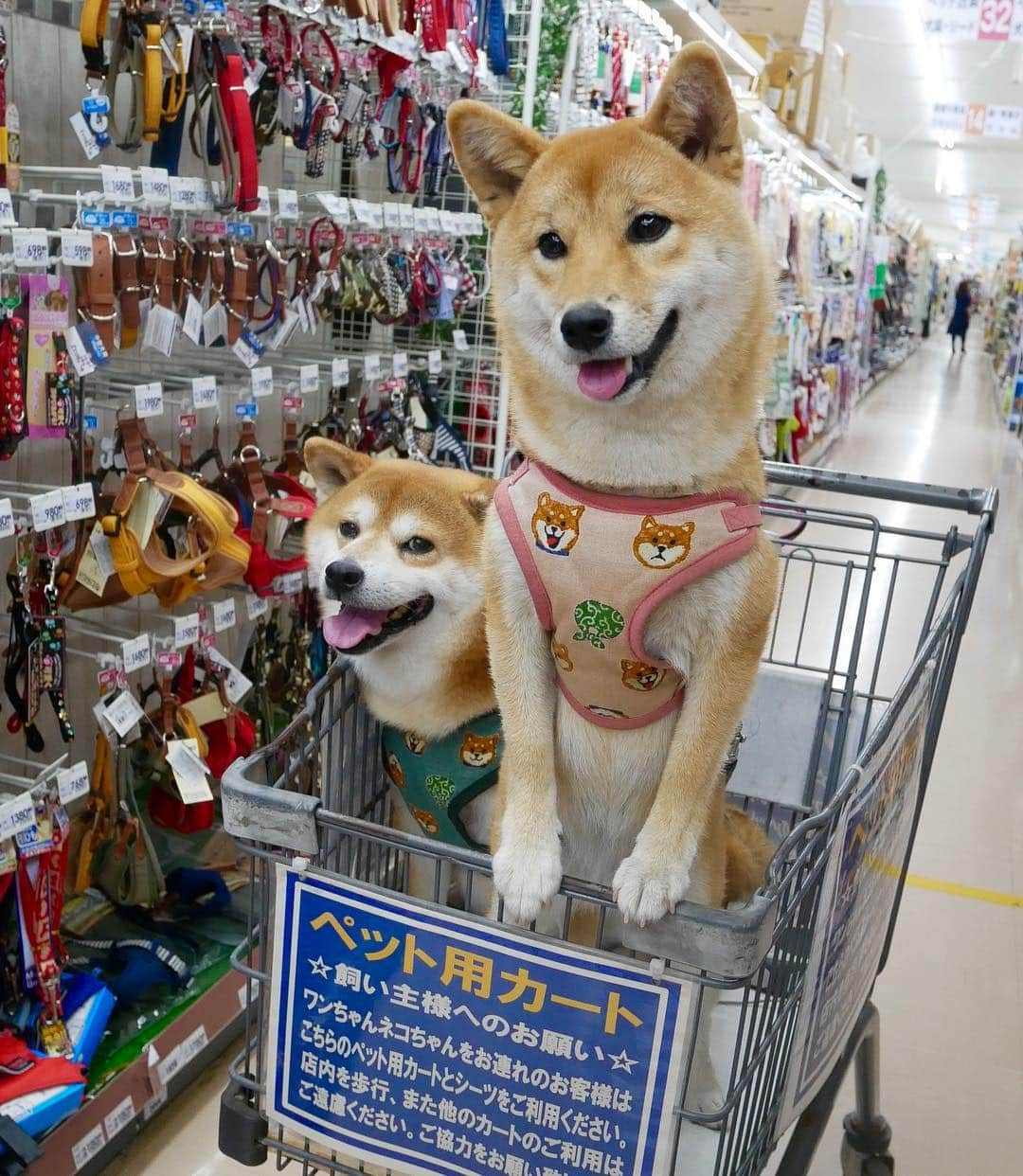 shibainu berryさんのインスタグラム写真 - (shibainu berryInstagram)「shopping🐻🦊🛒🎶 先日ホームセンターに買い物行った時の写真🐻🦊🛒 今日はべりむくはゆったり休日過ごしてるよ☺️ #❤️迷子犬の掲示板応援団 @maigo_dog  #❤️迷子犬の掲示板四国応援 @maigo_dog_shikoku #めざせ迷子犬ゼロ👌 #柴犬 #べりやん #べりむく #多頭飼い #berry #shiba #shibainu  #shibainumania #shibastagram #instashiba #ぷにっと部 #口角キュキュッと部  #チーム俺様 →部員絶賛募集中 #shiba_snap #proudshibas #west_dog_japan #サンデイ #instagramjapan #ふわもこ部 #pecoいぬ部 #pecotv #buzzfeedanimals #dogsofinstagram #dogsofinstaworld #dogs_of_instagram #9gag」4月27日 11時50分 - shibainu.berry