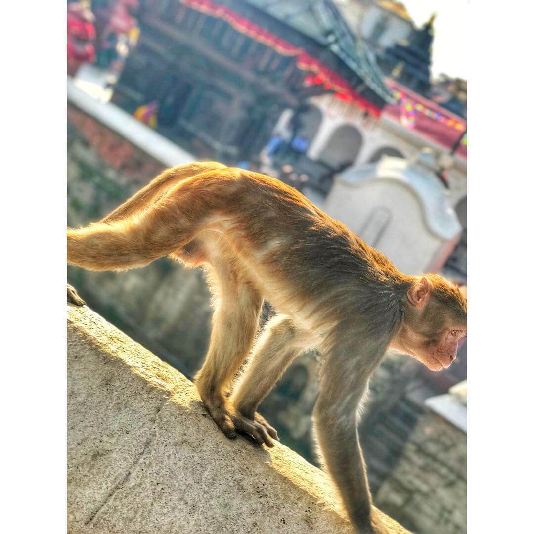 布川隼汰さんのインスタグラム写真 - (布川隼汰Instagram)「インド、ネパール、ブータンから帰国しました。 生きる活力、幸せのカタチ、色々なものを感じました。 長い移動中、頭の中でモノづくりが捗りました。 人、自然、物。 感じるって、素敵です。  #世界の国境を歩いてみたら  #BS11 #インド #ネパール #ブータン #海外旅行」4月27日 11時55分 - shunta_fukawa