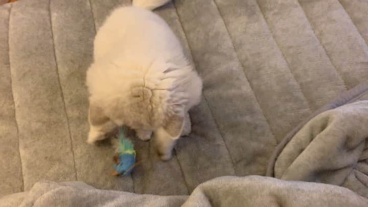 BeBeのインスタグラム：「Happy caturday💓皆様素敵なGWをお過ごしください💓#cat #bebe #videooftheday #bebechannel #meow #eyes #kittensofinstagram #petsofinstagram #catsofinstagram #catvideo #instamovie #adorable #猫 #ねこ #CATLIFE #persiancat #caturday #instacat」