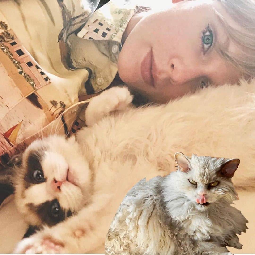 アルベルトさんのインスタグラム写真 - (アルベルトInstagram)「“ I promise that you’ll never find another like meow.” #pompousalbert #taylorswift #taylorswiftmusic #cats #taylorswiftcats #me #meoutnow」4月27日 12時42分 - pompous.albert