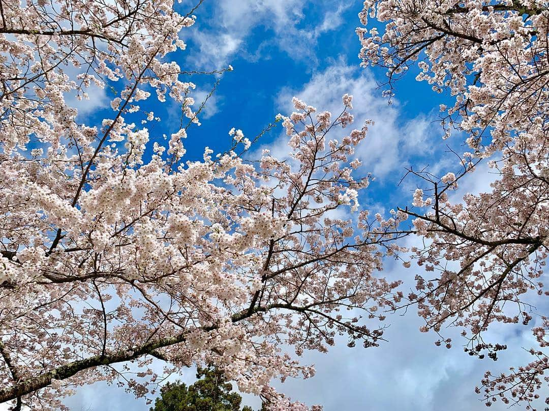 山崎聡子さんのインスタグラム写真 - (山崎聡子Instagram)「🌸 #旅サラダ #朝だ生です旅サラダ ご覧いただき、ありがとうございました🥰 会場に来てくださった方も、ありがとうございます✨  雨予報だったのに天気が持ってくれて 2回目の中継のときには、なんと！青空も🌞💕 🍡 猪苗代町の皆さまのご協力のおかげで、わいわい楽しく中継できました！ありがとうございました🥗  #福島県 #猪苗代町 #観音寺川の桜 #ラッシャー板前 さんとの生中継🎤 #歌ったのは… #坂本冬美 さん #夜桜お七  #坂本さん笑って許してくださいましたが… #たいへん失礼致しました😂」4月27日 13時07分 - 310puu