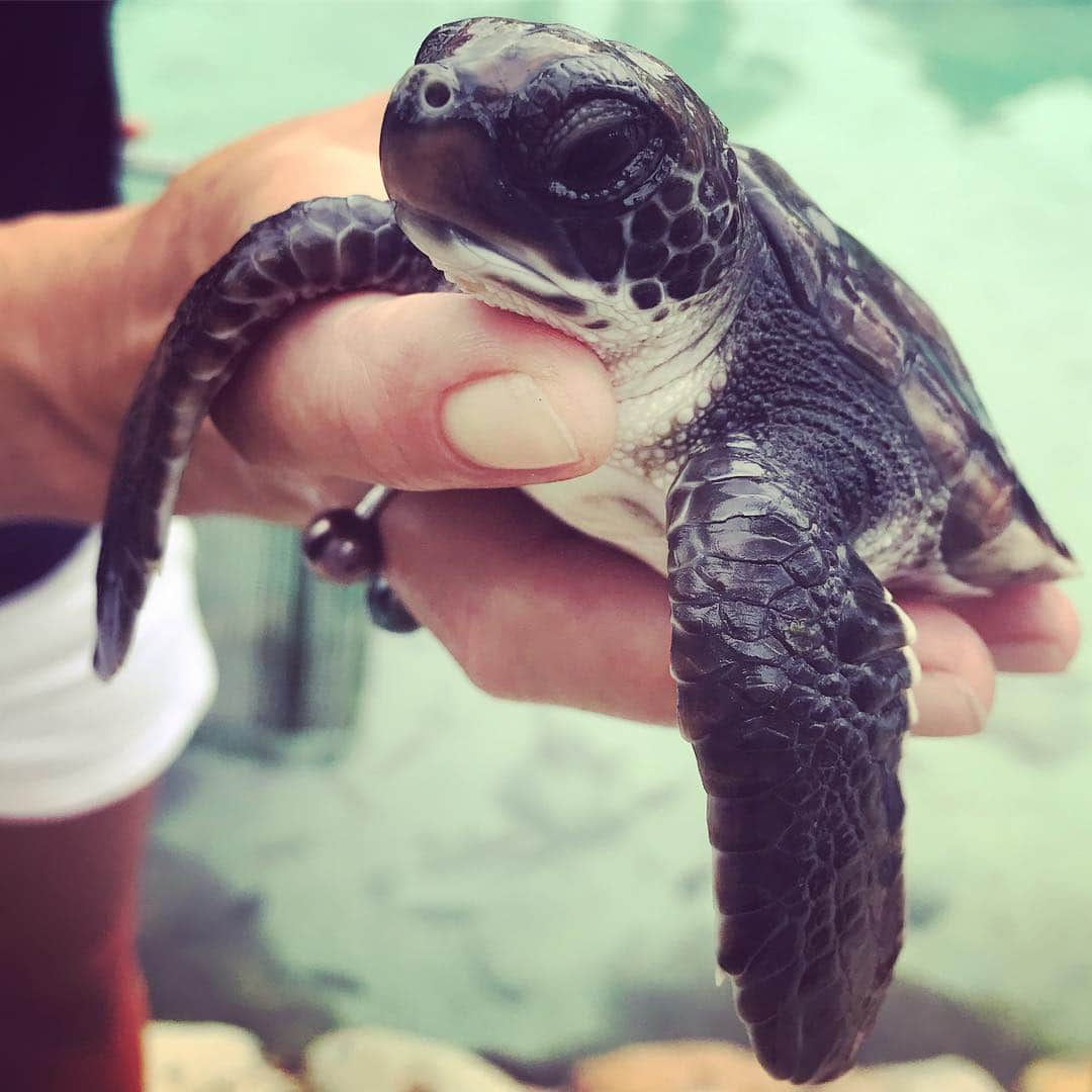 ジャック・ジョンソンさんのインスタグラム写真 - (ジャック・ジョンソンInstagram)「Māuruuru to our friends on Mo’orea for sharing their amazing work restoring the reefs and rehabilitating the sea turtles. Check out @coralgardeners @temanaotemoana and our other amazing @allatonce_org non-profit partners at the show in Tahiti tonight!」4月27日 13時20分 - jackjohnson