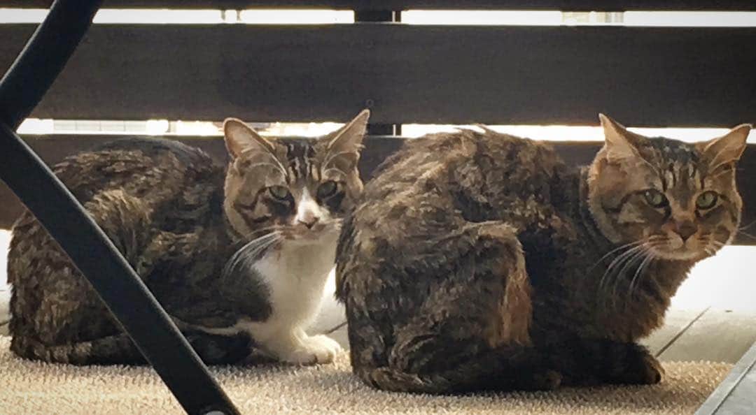 DJ FUKUのインスタグラム：「久々登場 #cat #cats #catsofinstagram #catstagram #instacat #catlover」