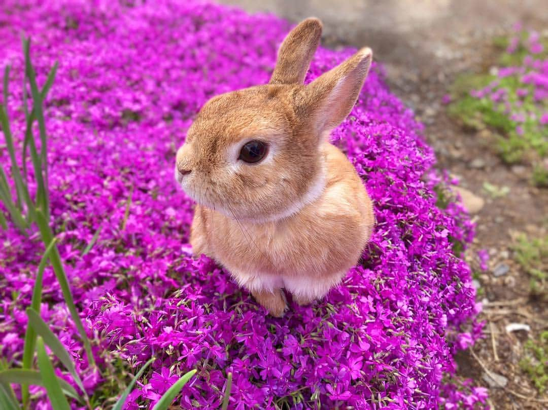 ラン?さんのインスタグラム写真 - (ラン?Instagram)「見て～🐰 芝桜がきれいに咲いたよ🌸 ☆ 父親の畑の芝桜が咲いたので、ちょっとだけランもお花の香りを(​ *´꒳`*​)💗 昨日雨が降ったので少し濡れてたけど、きれいだね😊💕 ☆ #芝桜  #うさぎ #ネザーランドドワーフ #rabbit #bunny #bunnystagram  #rabbitstagram  #cute  #かわいい #ふわもこ部  #もふもふ  #zip写真部  #アニマル写真部 #instagramjapan #netherlanddwarf #うさぎと暮らす  #うさぎのいる暮らし #癒し #kawaii #ランちゃん  2019.04.27」4月27日 13時34分 - mofumofuusako