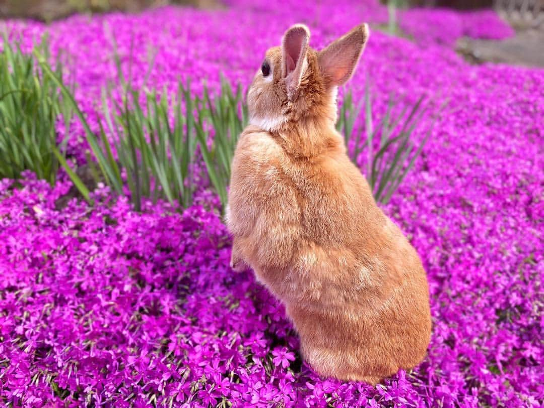 ラン?さんのインスタグラム写真 - (ラン?Instagram)「見て～🐰 芝桜がきれいに咲いたよ🌸 ☆ 父親の畑の芝桜が咲いたので、ちょっとだけランもお花の香りを(​ *´꒳`*​)💗 昨日雨が降ったので少し濡れてたけど、きれいだね😊💕 ☆ #芝桜  #うさぎ #ネザーランドドワーフ #rabbit #bunny #bunnystagram  #rabbitstagram  #cute  #かわいい #ふわもこ部  #もふもふ  #zip写真部  #アニマル写真部 #instagramjapan #netherlanddwarf #うさぎと暮らす  #うさぎのいる暮らし #癒し #kawaii #ランちゃん  2019.04.27」4月27日 13時34分 - mofumofuusako