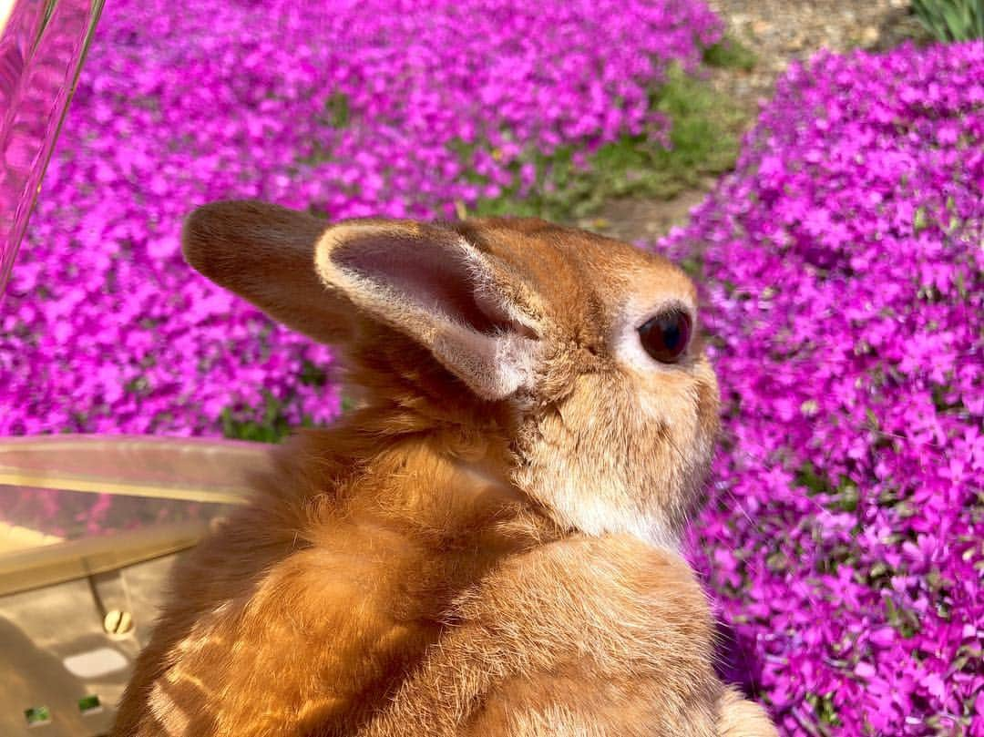 ラン?さんのインスタグラム写真 - (ラン?Instagram)「見て～🐰 芝桜がきれいに咲いたよ🌸 ☆ 父親の畑の芝桜が咲いたので、ちょっとだけランもお花の香りを(​ *´꒳`*​)💗 昨日雨が降ったので少し濡れてたけど、きれいだね😊💕 ☆ #芝桜  #うさぎ #ネザーランドドワーフ #rabbit #bunny #bunnystagram  #rabbitstagram  #cute  #かわいい #ふわもこ部  #もふもふ  #zip写真部  #アニマル写真部 #instagramjapan #netherlanddwarf #うさぎと暮らす  #うさぎのいる暮らし #癒し #kawaii #ランちゃん  2019.04.27」4月27日 13時34分 - mofumofuusako