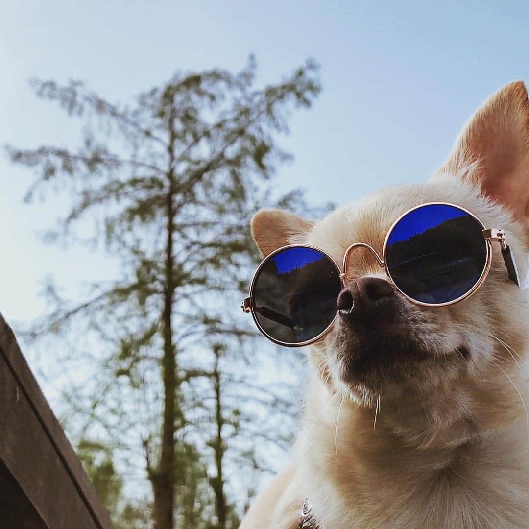 巴田みず希さんのインスタグラム写真 - (巴田みず希Instagram)「サングラス🕶 ・ もういいよってくらい、飽きてきたかもしれないけどあと少しだけ笑 付き合って下さい笑 ・ ・ #サングラス #sunglasses #summer #chihuahuaaddict #chihuahualife #chihuahualove #chihuahualover #chihuahuaworld #chihuahuagram #chihuahuaoftheday #chihuahuamix #chihuahuapuppy #chihuahualovers #chihuahuasofinsta #chihuahuanation #cutechihuahua #chihuahuababy #chihuahuasonly #chihuahuathailand #chihuahuaholic #chihuahualove_feature #chihuahuaofinstagram #チワワ #スムチー #ちわすたぐらむ #犬 #わんこ」4月27日 13時49分 - mizukitomoda