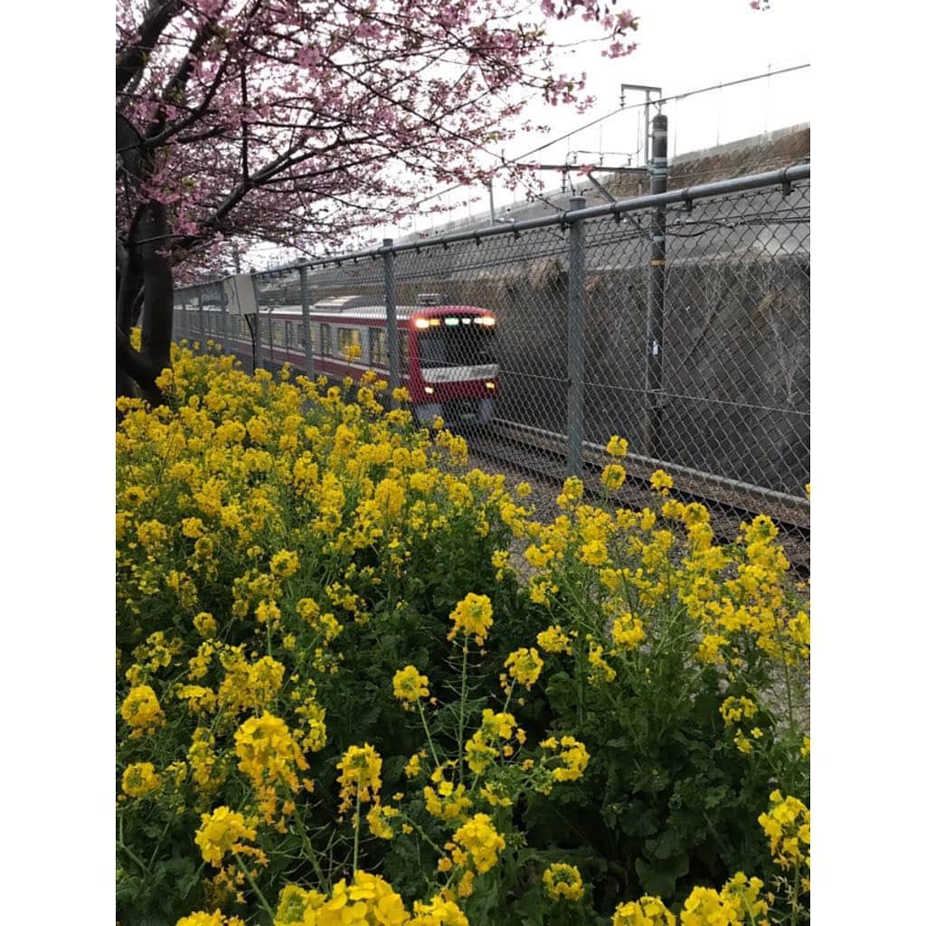 寺島咲のインスタグラム：「明日は春が戻ってきてくれるようで嬉しい(^^)#電車#京浜急行」
