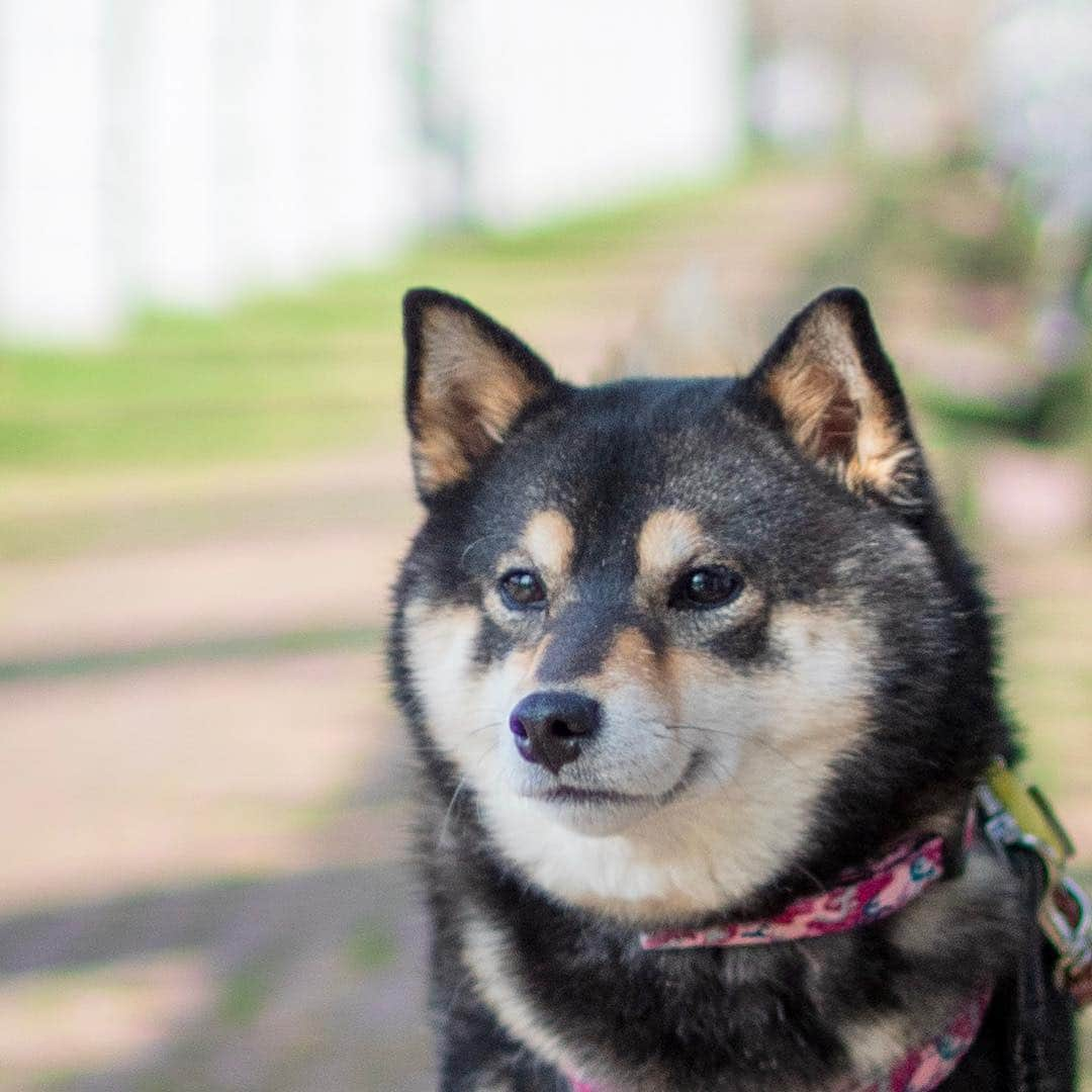 吾子さんのインスタグラム写真 - (吾子Instagram)「・ ・ 皆ワン10連休🐶💕❓ ・ お出かけするの🐶❓ ・ アコはどこに行こうかなあ🌸 ・ 写真は先日の前田森林公園🐶カナールに水入ったかなあ🐶❓ ・ ・ ・ ・ #ウマウマブッフェがいいな🐶🍗🍖🥩💕 #お花見行ったらBBQしてる🐶 #🤩 ・ ・ 北海道の柴犬 #柴北会 の皆ワン🐶💕連休のクン活がんばろう🌸 ・ #adorable #instadog#shibainu#dog#instagramjapan#instashiba#kuroshiba #kuroshiba#socute #cutedog#いぬのきもち #黒柴 #dogstagram#sapporo」4月27日 23時46分 - acoshiba