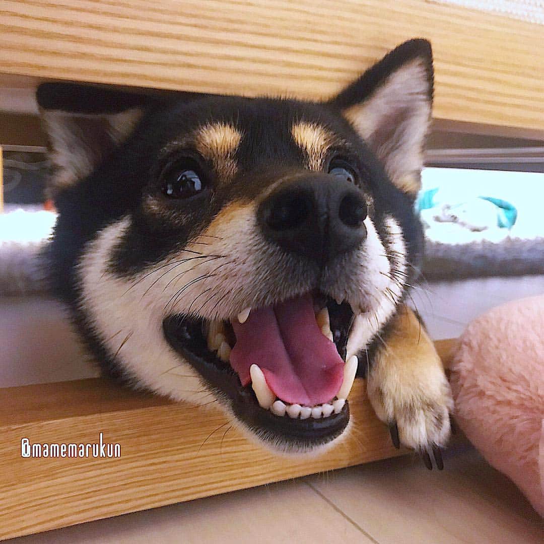まめ丸のインスタグラム：「* * 『ごーるでんういーく』って さいこー🐶💓 * super happy🐶💓 * #パパママとずっといっしょ #毎日イタズラし放題 ⬅︎これはいつも通り #ソファの下のまめ丸 シリーズ * #柴犬#豆柴#柴#黒柴#黒豆柴#犬#しばいぬ#shiba#shibainu#shibastagram#shibadog#puppy#instadog#dogstagram#dog#instashiba#blackshiba#petstagram#pet#cutepetclub#강아지#멍스타그램#boopthesnoot#doglover#ilovemydog#weeklyfluff」