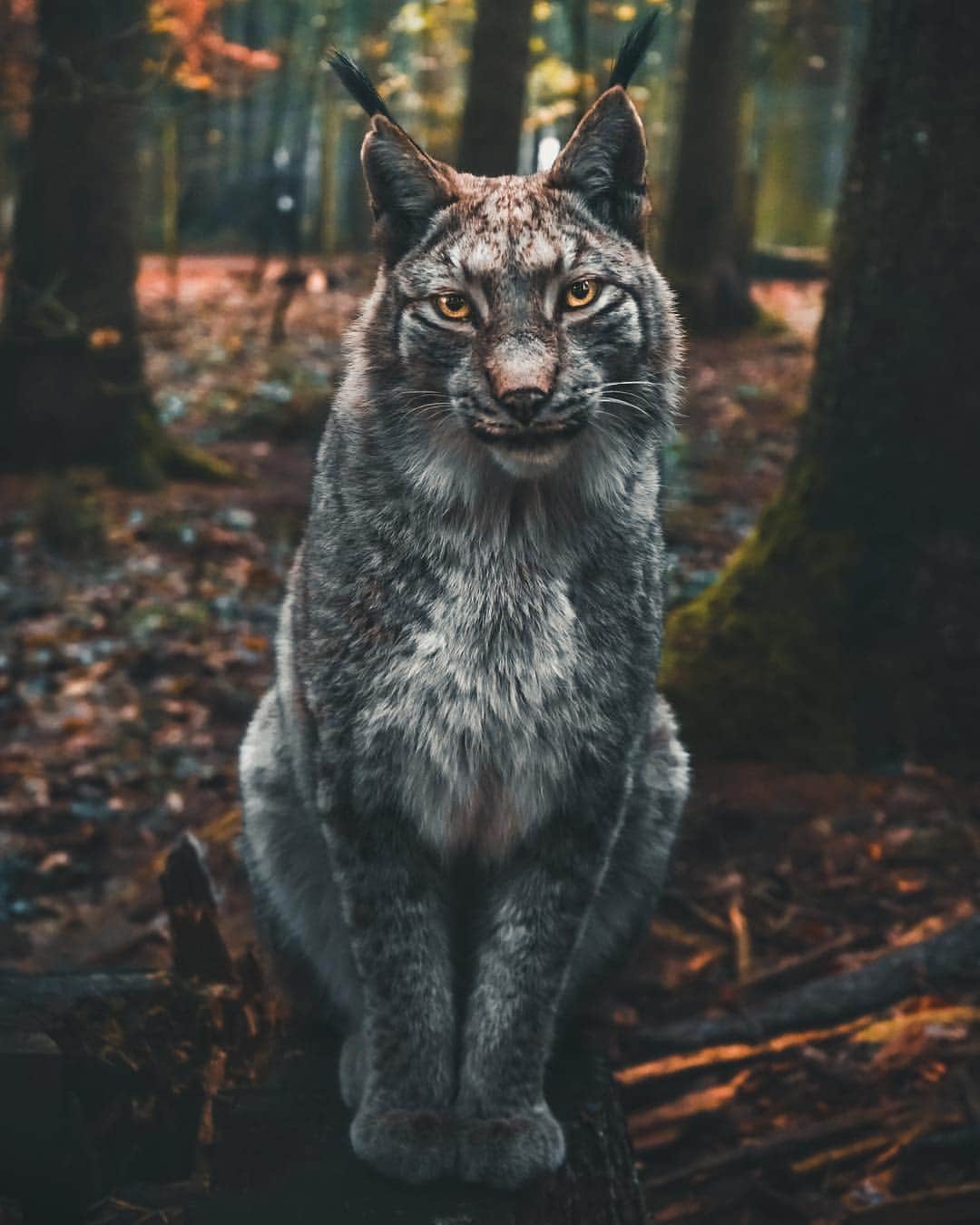 Discoveryさんのインスタグラム写真 - (DiscoveryInstagram)「“The goal is to see the lynx re-established in the German Uplands and the Bavarian Alps by 2020. Without human aid these lithe predators will not be able to regain their habitat." 📸 + caption by Marcel Siebert (@_marcelsiebert) . . . . #adventure #travel #nature #photography #photooftheday #explore #naturephotography #nature #potd #lynx #bigcats #Bayern #Germany」4月27日 23時56分 - discovery