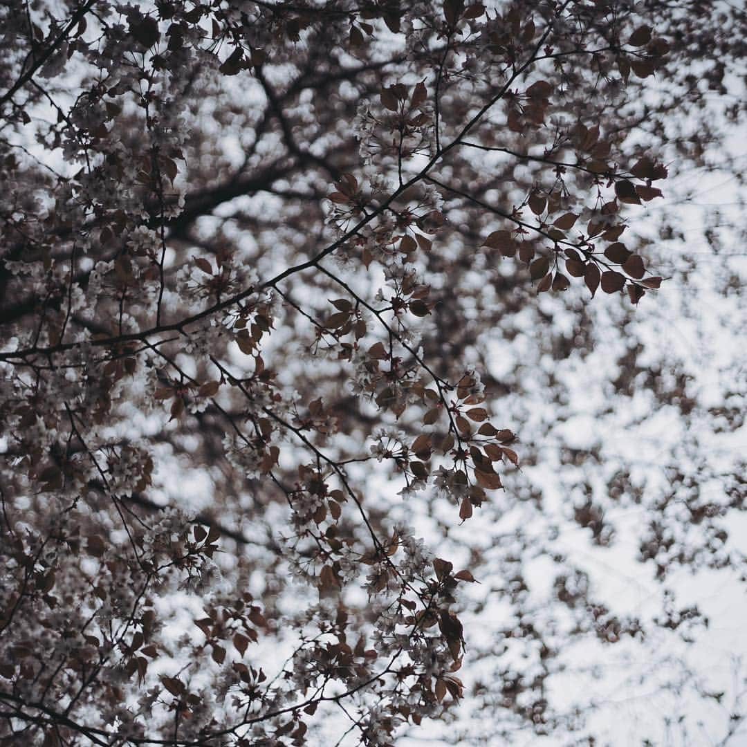 市川渚さんのインスタグラム写真 - (市川渚Instagram)「.﻿ .﻿ .﻿ 雨と霧のポーラ美術館 @polamuseumofart 。森の遊歩道の景色が美しすぎて。﻿ ﻿ ﻿ #polamuseumofart#ポーラ美術館#hakone#箱根#nagikotrip#a7ii#sonya#voigtlander#noktonclassic35mm#nokton35mm」4月27日 23時58分 - nagiko