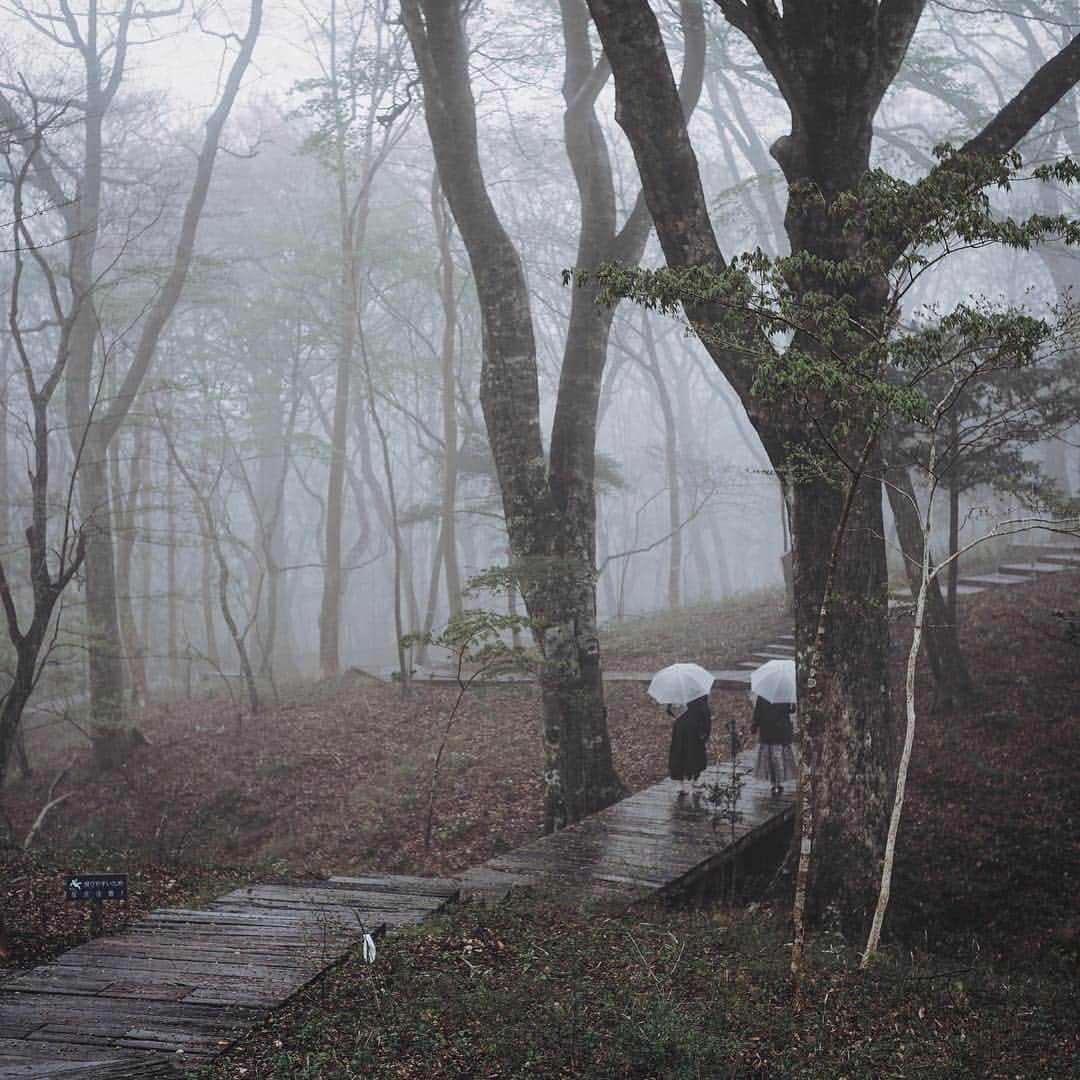 市川渚さんのインスタグラム写真 - (市川渚Instagram)「.﻿ .﻿ .﻿ 雨と霧のポーラ美術館 @polamuseumofart 。森の遊歩道の景色が美しすぎて。﻿ ﻿ ﻿ #polamuseumofart#ポーラ美術館#hakone#箱根#nagikotrip#a7ii#sonya#voigtlander#noktonclassic35mm#nokton35mm」4月27日 23時58分 - nagiko