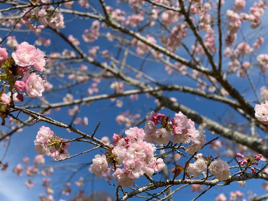 北原里英さんのインスタグラム写真 - (北原里英Instagram)「ゴールデンウィーク 突入しましたね👏🏻✨ みなさんどう過ごしますか？ 10連休の方は めいっぱいおやすみ楽しんでね、 お仕事だよって方も、 大丈夫なかまはいるよって、応援してます🙂 みなさま 素敵なGWをね🥳💚 . 写真は、 ソメイヨシノがすっかり葉桜になったあとに 見つけた綿みたいな桜。 可愛かったなあ〜🌸 . . #🌸 #gw #平成 #おわるね #令和 #こんにちわ #だね」4月28日 0時07分 - rie_kitahara_3