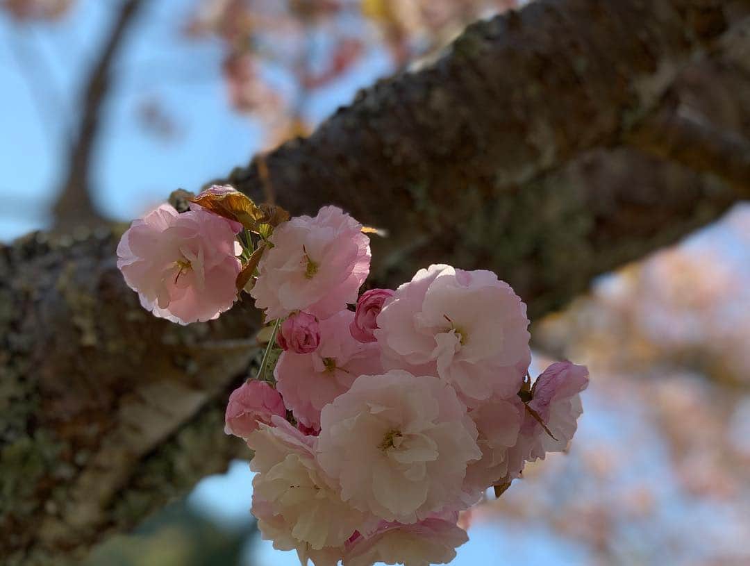 北原里英さんのインスタグラム写真 - (北原里英Instagram)「ゴールデンウィーク 突入しましたね👏🏻✨ みなさんどう過ごしますか？ 10連休の方は めいっぱいおやすみ楽しんでね、 お仕事だよって方も、 大丈夫なかまはいるよって、応援してます🙂 みなさま 素敵なGWをね🥳💚 . 写真は、 ソメイヨシノがすっかり葉桜になったあとに 見つけた綿みたいな桜。 可愛かったなあ〜🌸 . . #🌸 #gw #平成 #おわるね #令和 #こんにちわ #だね」4月28日 0時07分 - rie_kitahara_3