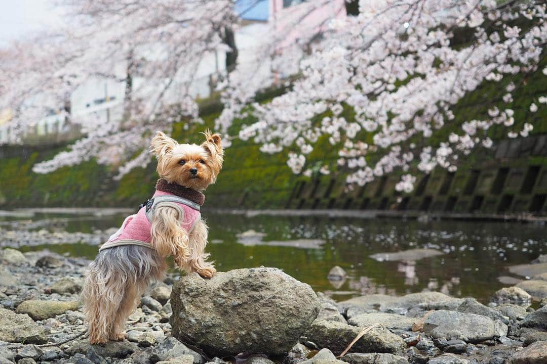 Rubyさんのインスタグラム写真 - (RubyInstagram)「ㅤㅤㅤㅤㅤㅤㅤㅤㅤㅤㅤㅤㅤㅤㅤ 🐶💬 I like posing for camera  ポージングするのは得意だよ。  ㅤㅤㅤㅤㅤㅤㅤㅤㅤㅤㅤㅤㅤㅤㅤ  ここもルビたんが自ら選んだ場所。 カメラ目線を外してみたり、片手を岩から離してみたり、ルビたんのモデルっぷりにママは脱帽。最近カメラあまり持ち歩かないけど、、、写真の腕を上げないと、ルビーの期待に応えてあげられない💦 #yorkie #ヨーキー #yorkshireterrier #ヨークシャテリア」4月28日 0時08分 - ruby_the_yorkie