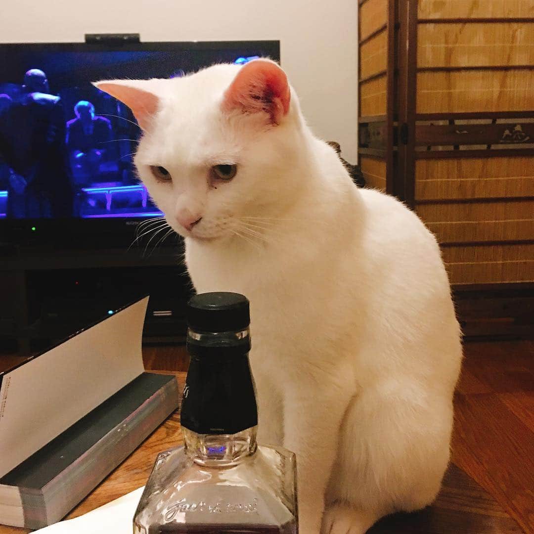金巻ともこさんのインスタグラム写真 - (金巻ともこInstagram)「たそがれがちハク。 #kurohakuchai #cat #猫 #白猫 #whitecat」4月28日 0時17分 - tomotomoco