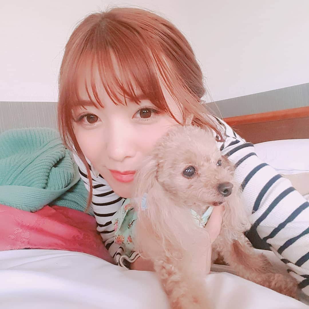 長江愛美さんのインスタグラム写真 - (長江愛美Instagram)「すぐチューしてくるハニーさん🐶💋 ミニー&ハニーにとっても癒されています🐶🐶 #愛犬#溺愛#ミニー#ハニー#ティーカッププードル #teacuppoodle #プードル#旅行#癒し#gw#満喫#まったり#ラブラブ#❤」4月28日 0時17分 - manamin.512