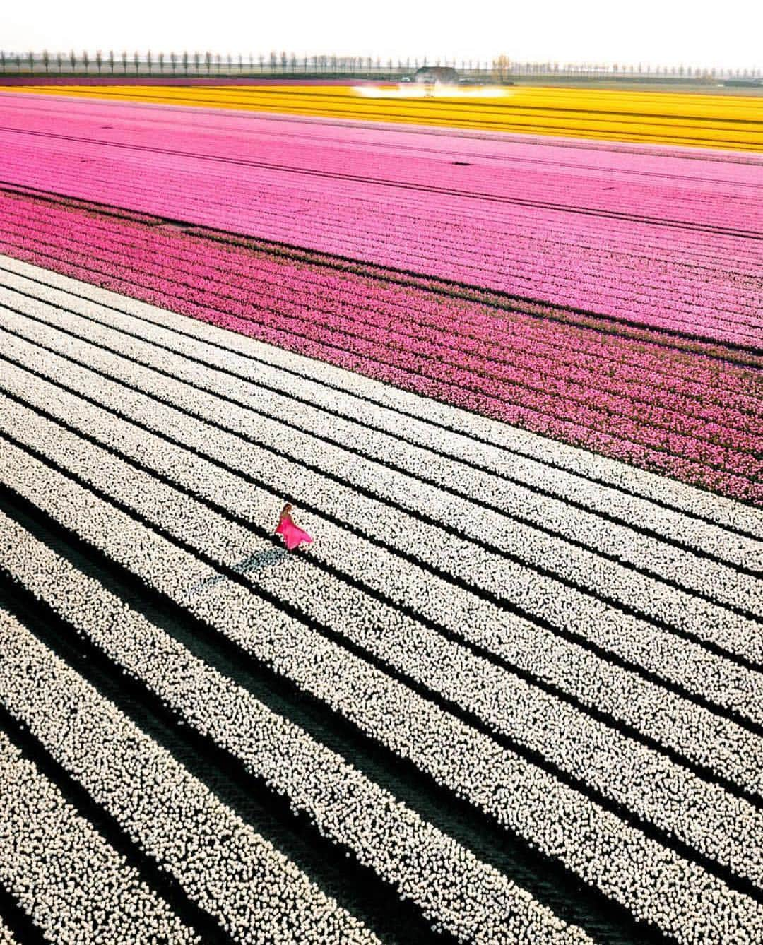 Wonderful Placesさんのインスタグラム写真 - (Wonderful PlacesInstagram)「Tulip farm in Netherlands ✨🌷🌷🌷✨ Tag your friends!!! . Pictures by ✨✨@saltinourhair✨✨ #wonderful_places for a feature a」4月28日 0時18分 - wonderful_places