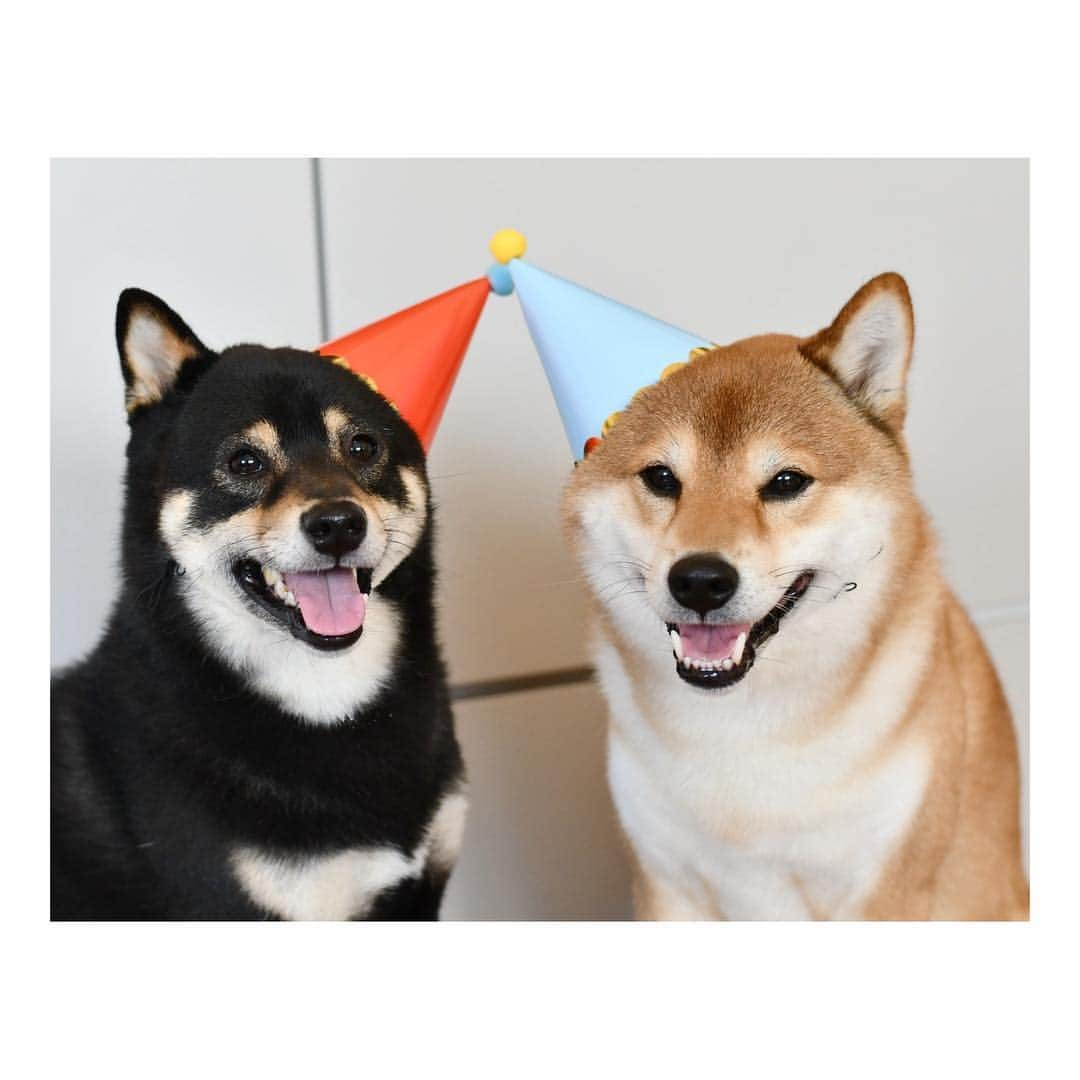 ?Fricko the Shiba Inu?さんのインスタグラム写真 - (?Fricko the Shiba Inu?Instagram)「Happy 3 Years Birthday to our baby Keaton🥰 Thanks for bringing so much happiness to our lives!🥰 Keaton is a unique puppy for us.  He is very positive and straightforward about everything, being with him everyday and observing him trying to solve his problems in his own special ways help me to see this world from different perspectives.  We are still learning how to understand each other every single day, I wish one day we could make him understand how much we love him and how important he means to us❤️ Happy Birthday to my little Tonton, brother @hanzo_suomi  and sister Naya!! 🐾 🐾 #FrickoandKeaton #🐶 #☀️ #shiba #shibainu #dog #柴犬 #赤柴 #黒柴  #adorable #shibalovers #shibaholics  #dogoftheday  #weeklyfluff #aww #dogstagram  #dogscorner #puppiesofinstagram #shibapuppy」4月28日 0時41分 - umigiva