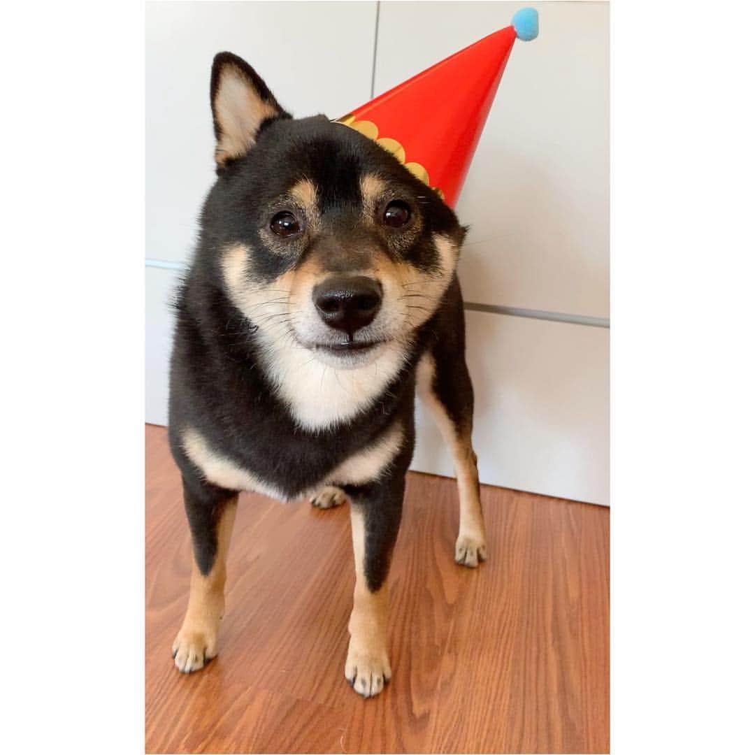 ?Fricko the Shiba Inu?さんのインスタグラム写真 - (?Fricko the Shiba Inu?Instagram)「Happy 3 Years Birthday to our baby Keaton🥰 Thanks for bringing so much happiness to our lives!🥰 Keaton is a unique puppy for us.  He is very positive and straightforward about everything, being with him everyday and observing him trying to solve his problems in his own special ways help me to see this world from different perspectives.  We are still learning how to understand each other every single day, I wish one day we could make him understand how much we love him and how important he means to us❤️ Happy Birthday to my little Tonton, brother @hanzo_suomi  and sister Naya!! 🐾 🐾 #FrickoandKeaton #🐶 #☀️ #shiba #shibainu #dog #柴犬 #赤柴 #黒柴  #adorable #shibalovers #shibaholics  #dogoftheday  #weeklyfluff #aww #dogstagram  #dogscorner #puppiesofinstagram #shibapuppy」4月28日 0時41分 - umigiva