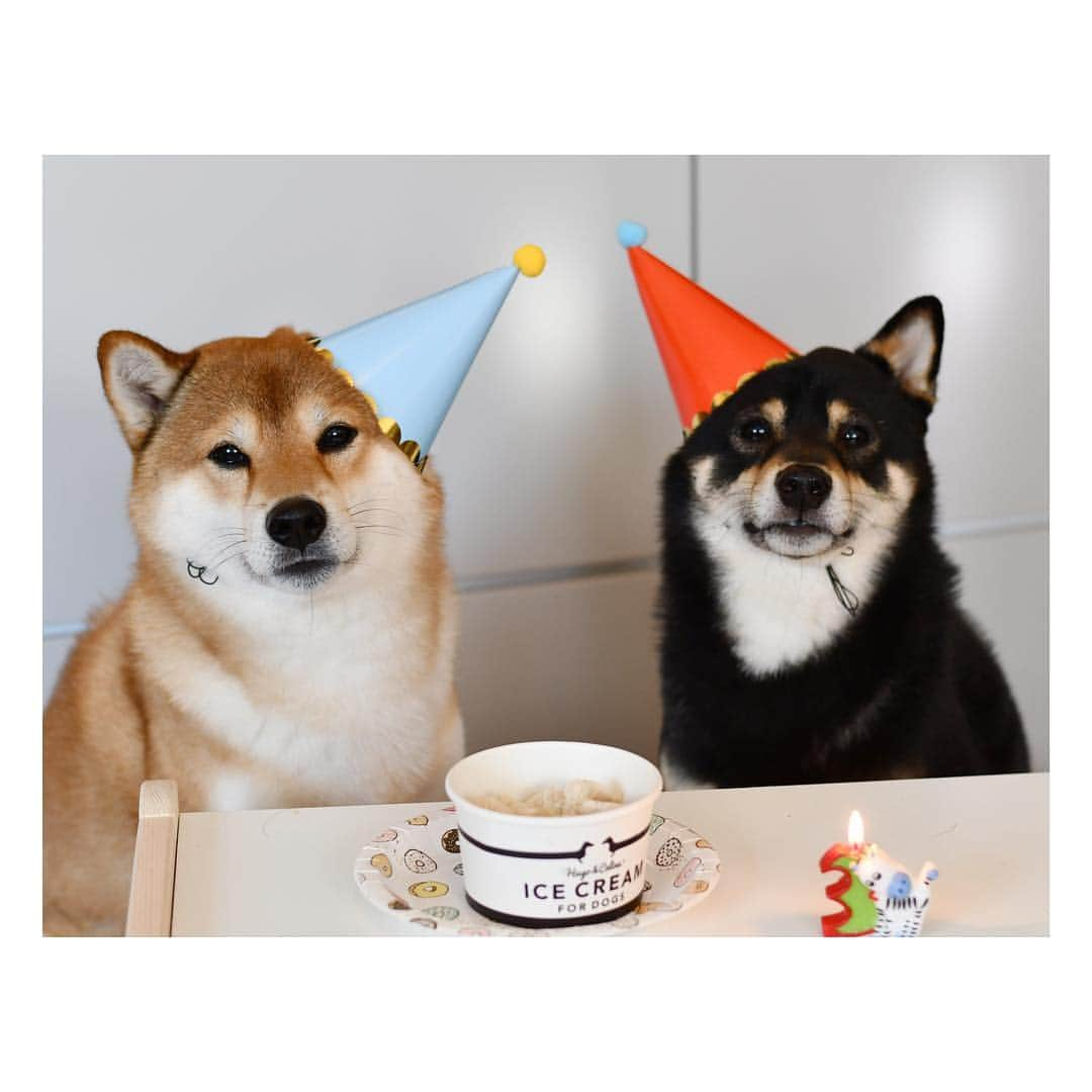 ?Fricko the Shiba Inu?さんのインスタグラム写真 - (?Fricko the Shiba Inu?Instagram)「Happy 3 Years Birthday to our baby Keaton🥰 Thanks for bringing so much happiness to our lives!🥰 Keaton is a unique puppy for us.  He is very positive and straightforward about everything, being with him everyday and observing him trying to solve his problems in his own special ways help me to see this world from different perspectives.  We are still learning how to understand each other every single day, I wish one day we could make him understand how much we love him and how important he means to us❤️ Happy Birthday to my little Tonton, brother @hanzo_suomi  and sister Naya!! 🐾 🐾 #FrickoandKeaton #🐶 #☀️ #shiba #shibainu #dog #柴犬 #赤柴 #黒柴  #adorable #shibalovers #shibaholics  #dogoftheday  #weeklyfluff #aww #dogstagram  #dogscorner #puppiesofinstagram #shibapuppy」4月28日 0時41分 - umigiva