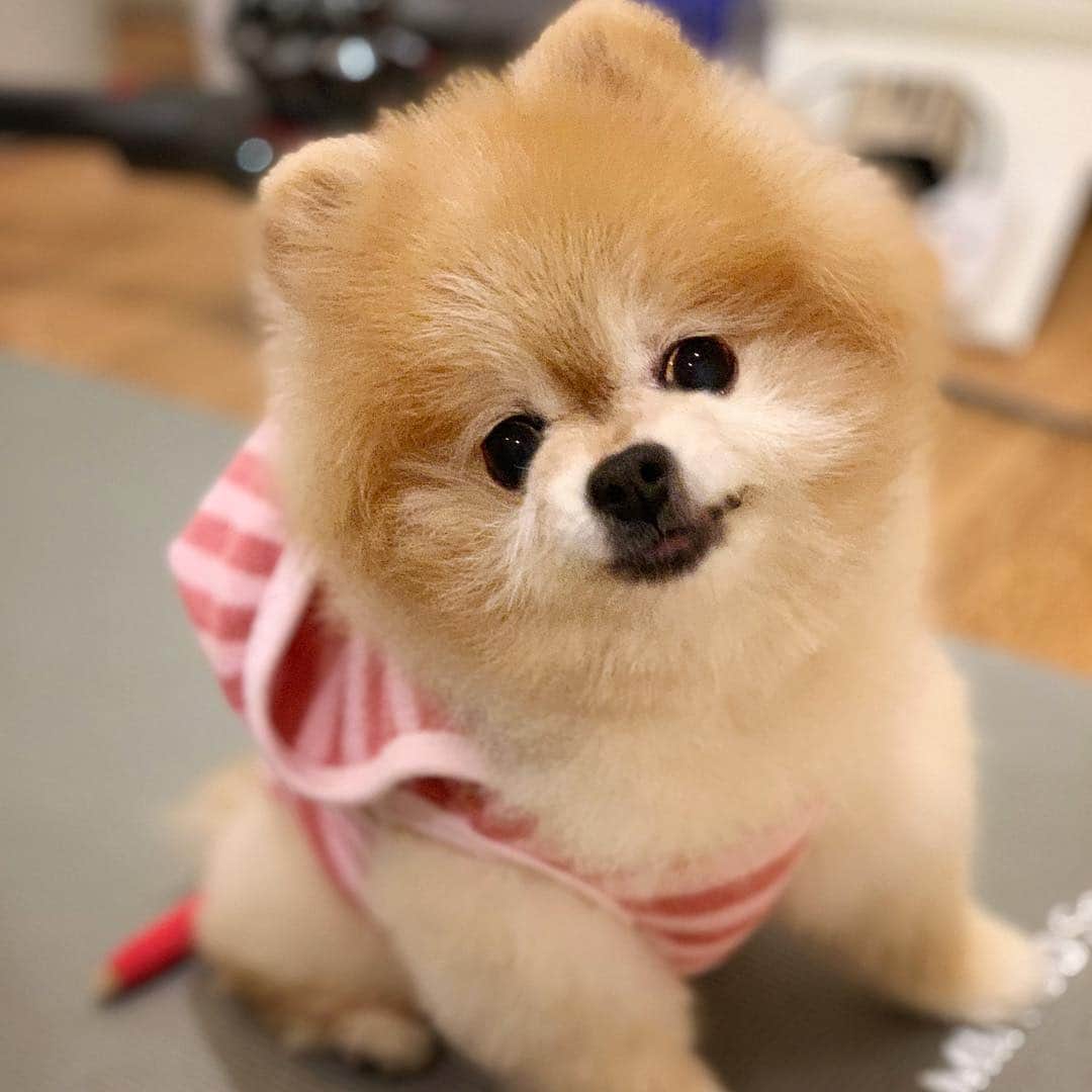 Ella Chuffyのインスタグラム：「Woof woof 🐶 . . . . . . . . #ellachuffy #pet #petstagram #pomeranianpage #pomeraniansofinstagram #teacuppoms #cutedogs #pomeranian_lovers #pomeranianlife #pomeranianworld #teddybeardog #pomeranian #puppylove #aplacetolovedogs #dogoftheday #justpomeranians #fluffypack #dogoftheday #anmlsposts #thedailypompom #picoftheday #iflmdog #犬 #狗 #everydaydoglover  #pomeranianww #justpomeranians #bridgetdoodlesdogs」