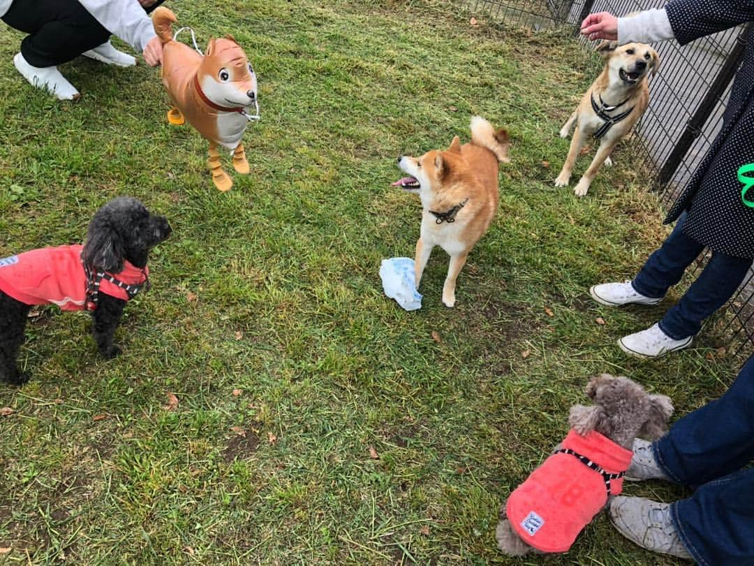 杉本美香さんのインスタグラム写真 - (杉本美香Instagram)「・ ドッグラン集合🐕 ・ 大山加奈ちゃんとダイズ君♡ ホッシーさんと小豆ときな粉♡ サブちゃんママとサブちゃん♡ 杉本とダンディー君♡ ・ みんな犬飼っててドッグラン集合っていうからさぁー！ ・ 関西人考えたよね🤔 よし！ 私も犬を連れて行こう🐕 ・ 結果、ほとんどの時間宙に浮いてる犬を凧のように散歩してドッグランで遊んできました🐕笑 ・ 片手に風船🎈 片手にドーナツ🍩 ヤバイね😅 ・ みんな笑ってくれたから大成功🤩👍 人が笑ってくれてる顔が好き🥰 その為には時間とお金は惜しまない😝 ・ ってことで、楽しい時間でした♡ ありがとう🤩💫 ・ #ドッグラン #犬大集合 #今日に限って寒い #一匹だけちょっと違う #笑笑 #関西人普通には集合しない #楽しかったありがとう #金曜日の夜は胃痛で久々ヤバかった #ドッグランもいいけどそろそろ #人間ドックに行かないとね #現実は厳しい #いろいろ断捨離 #来るもの拒まず去る者追わず  #笑顔 #smile😊」4月28日 0時59分 - mika__sugimoto