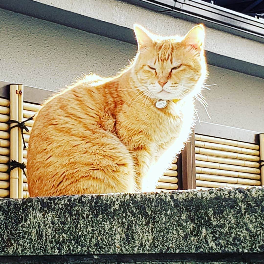 梅田陽子さんのインスタグラム写真 - (梅田陽子Instagram)「ご近所のコタロウ君と朝のご挨拶。君🐱のおかげで日々癒されていますよ❤️. #猫#cat#癒し#ご近所猫#friends#こたろう#人慣れしている#味わいのある猫さんです」4月28日 0時57分 - yokoumeda