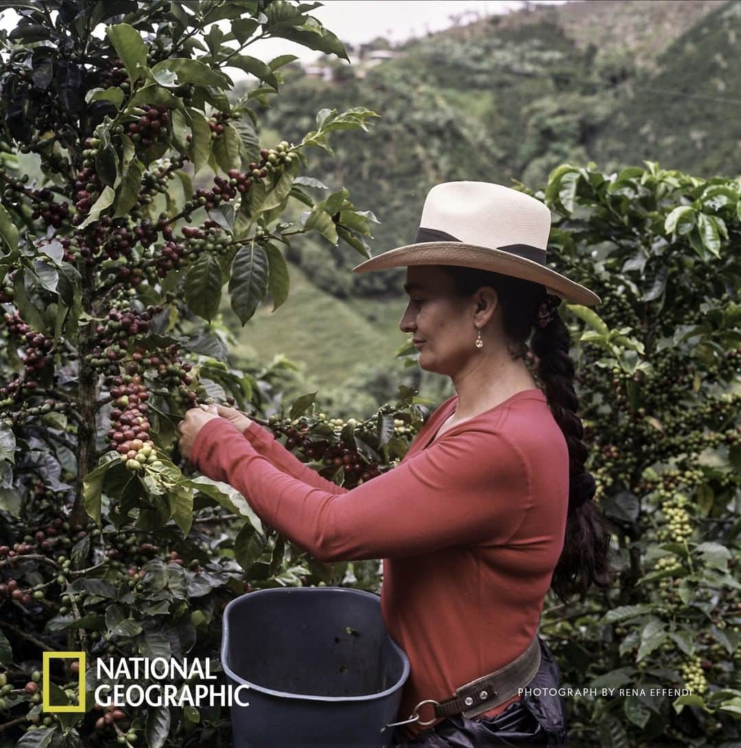 Nespressoさんのインスタグラム写真 - (NespressoInstagram)「Do you know about our Crop Insurance Program? Find out how we’ve been helping farmers like Alba Maria adapt to climate change.  Content partner @NatGeo @renaeffendiphoto  #Nespresso #BeyondTheBean #Sustainability #CoffeeFarming #Coffee」4月28日 1時00分 - nespresso