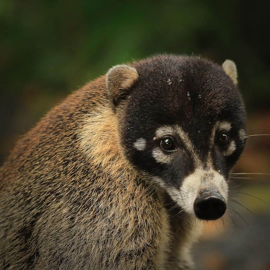 アニマルプラネットさんのインスタグラム写真 - (アニマルプラネットInstagram)「Look at that face!! The white-nosed coati has a semi-prehensile tail that's key to keep them balanced. Their super mobile noses help them sniff even the hardest to reach crevices. . . . . . #animalsofinstagram #animalplanet #animaloftheday #wild #wildlife #outdoors #animals #wildanimals #conservation #nature #animallovers #instanature #wildgeography  #whitenosedcoati」4月28日 1時00分 - animalplanet