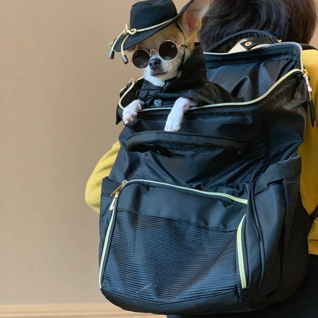 紋次郎さんのインスタグラム写真 - (紋次郎Instagram)「Gang in bag 😎 今回の旅行の秘密兵器（笑） 最近よく見かけるwinsunのリュック Montjiro の刺繍つき！ @winsun.japan さんからのプレゼント😚 http://winsun.jp/?IG=montjiro  このサイズだとお一人様でもちょうどいいし、喜んで入ってくれます😊  クーポンコード：montjiro で10%オフになるそうです！  #犬#チワワ#手作り#handmade#着物#fashion#紋次郎一家#チーム茶#ふわもこ部#igersjp#peco犬部#dogsofinstagram#dogfashion#excellent_dogs  #winsun #ウインサン #ペットキャリー #ペットキャリーリュック #ペットキャリーバッグ #ドッグキャリー #犬用キャリーバッグ #名前入り #宝物にします #プレゼント #贈り物 #誕生日 #お祝い #オーダーメイド」4月27日 16時58分 - montjiro