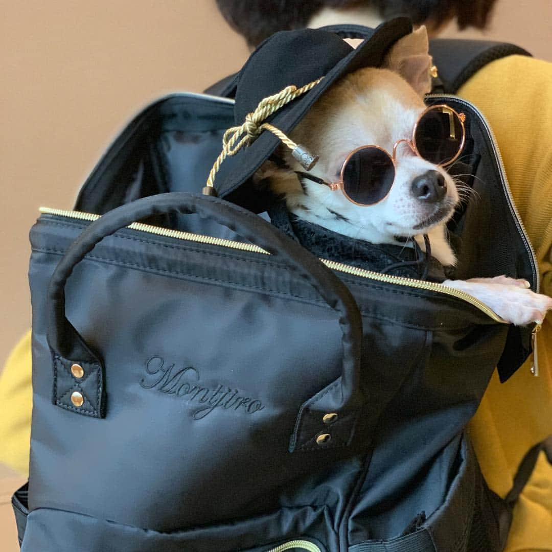 紋次郎さんのインスタグラム写真 - (紋次郎Instagram)「Gang in bag 😎 今回の旅行の秘密兵器（笑） 最近よく見かけるwinsunのリュック Montjiro の刺繍つき！ @winsun.japan さんからのプレゼント😚 http://winsun.jp/?IG=montjiro  このサイズだとお一人様でもちょうどいいし、喜んで入ってくれます😊  クーポンコード：montjiro で10%オフになるそうです！  #犬#チワワ#手作り#handmade#着物#fashion#紋次郎一家#チーム茶#ふわもこ部#igersjp#peco犬部#dogsofinstagram#dogfashion#excellent_dogs  #winsun #ウインサン #ペットキャリー #ペットキャリーリュック #ペットキャリーバッグ #ドッグキャリー #犬用キャリーバッグ #名前入り #宝物にします #プレゼント #贈り物 #誕生日 #お祝い #オーダーメイド」4月27日 16時58分 - montjiro