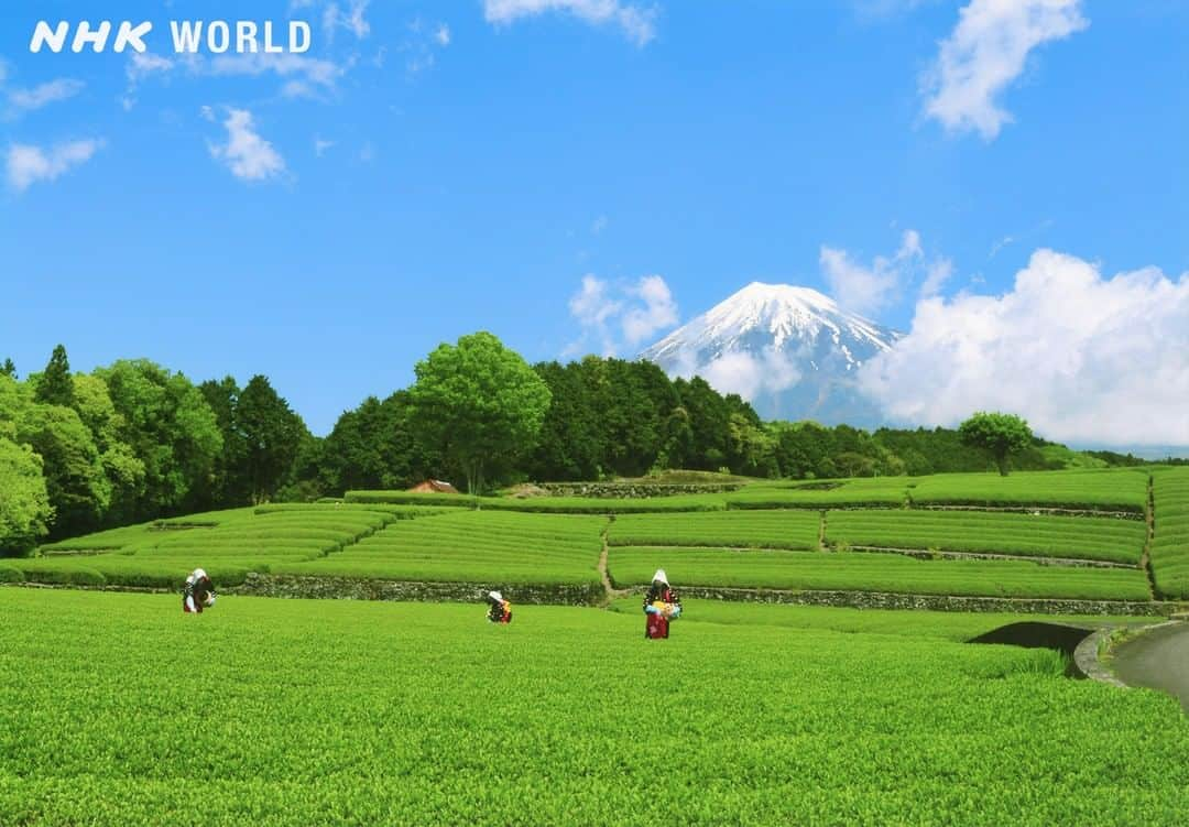 NHK「WORLD-JAPAN」さんのインスタグラム写真 - (NHK「WORLD-JAPAN」Instagram)「Young women pick tea in traditional tea-picking outfits in a field in Obuchi, Fuji in Shizuoka Prefecture. Tea has deep roots in Shizuoka dating back to the 13th century. The prefecture now accounts for 40% of Japan’s tea production. 🍵  Photo: As Summer Approaches - Shizuoka Prefecture.  By: Hideo Yamada. 📷  Part of our 2019 🌞 Golden Week 🌞 photo feature presenting selected winners from the 37th NHK WORLD-JAPAN Calendar Photo Contest - 2019. . . #teapicking #chamusume #obuchi #fuji #ShizuokaPrefecture #tea #japanesetea #matchatea #greentea #oolongtea #blacktea #tealeaves #pickingtea #teaceremony #acupoftea #GoldenWeek #photocompetition #NHKWorldPhotoCompetition #NHKWorldCalendar #instagram #instagramjapan #japantrip #tokyo #japan #japantravel #travel #nhkworld #nhkworldjapan #nhk」4月27日 17時00分 - nhkworldjapan