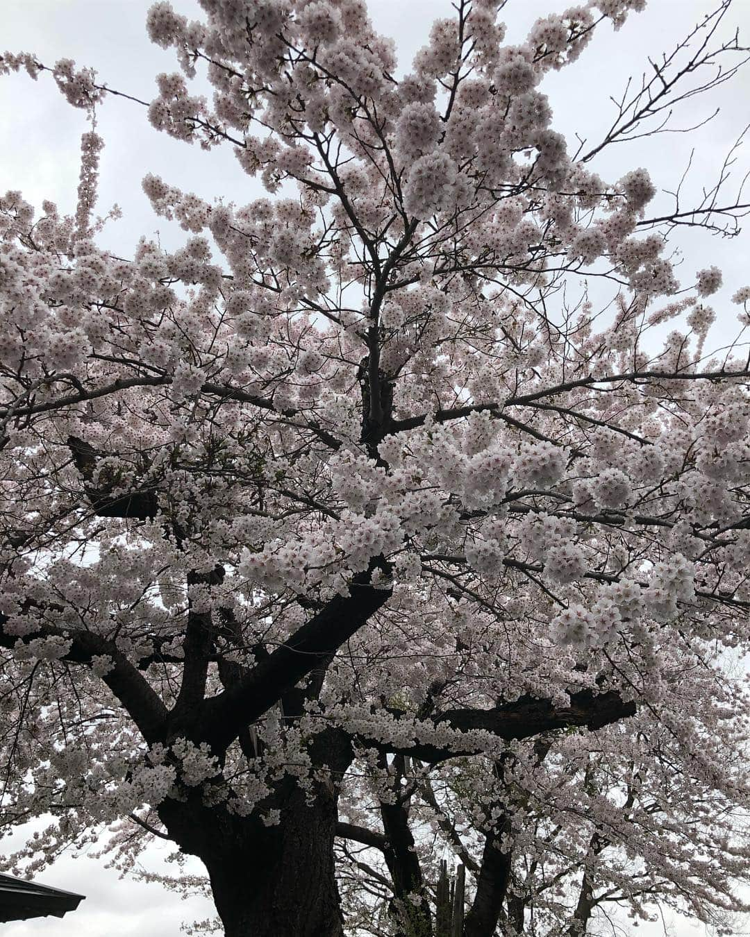 あべこうじさんのインスタグラム写真 - (あべこうじInstagram)「ㅤㅤㅤㅤㅤㅤㅤㅤㅤㅤㅤㅤㅤ 鶴の舞橋桜祭り🌸 スタートはこんな感じwww まぁー午前中のイベントは寒さや雨やらで全て中止になった。 しかーし‼️ 午後からは任せなさい！と言わんばかりにおしゃべりかましました‼️ 結果は、、、 また後ほど ㅤㅤㅤㅤㅤㅤㅤㅤㅤㅤㅤㅤㅤ #あべこうじ #キューティーブロンズ #鶴田町 #鶴の舞橋桜祭り #ハッピィ #さいこー #感謝 #寒い中 #あたたかい #皆さま」4月27日 17時08分 - abe_happy