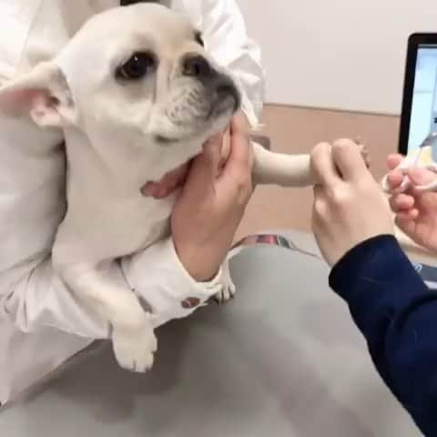 French Bulldogのインスタグラム