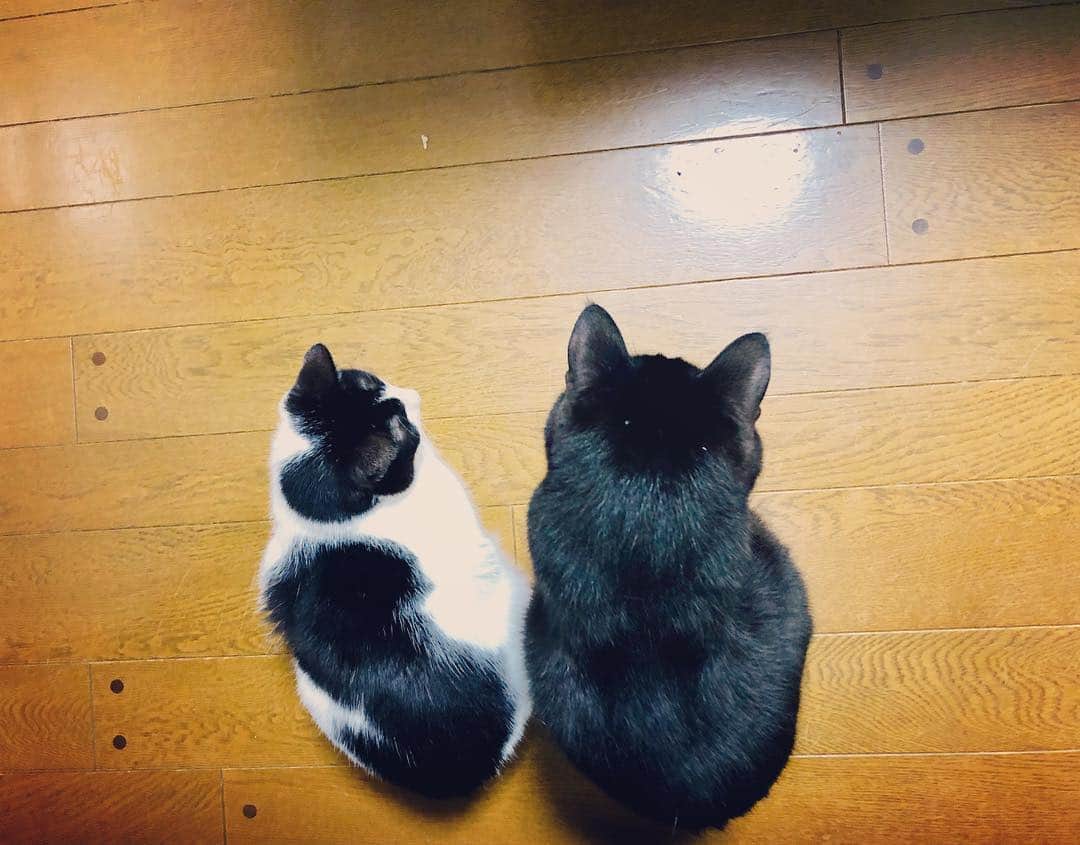 辻本耕志さんのインスタグラム写真 - (辻本耕志Instagram)「床の明かりを見続けて何が楽しい？ #猫 #ねこ#ネコ #cat #ごま #むぎ」4月27日 18時03分 - tsujimotokouji