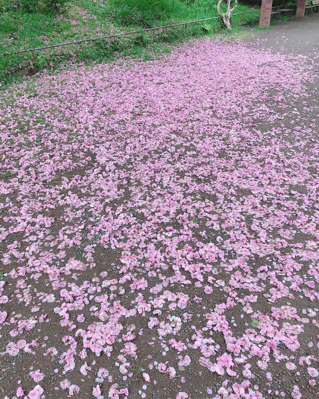 池田彩さんのインスタグラム写真 - (池田彩Instagram)「ツツジと、桜の絨毯が広がっておりました🌸 なんかまた寒くなってきたけど、春ですね👐 #ツツジ #桜 #絨毯 #flowers  #春」4月27日 18時08分 - aya_ikeda_official