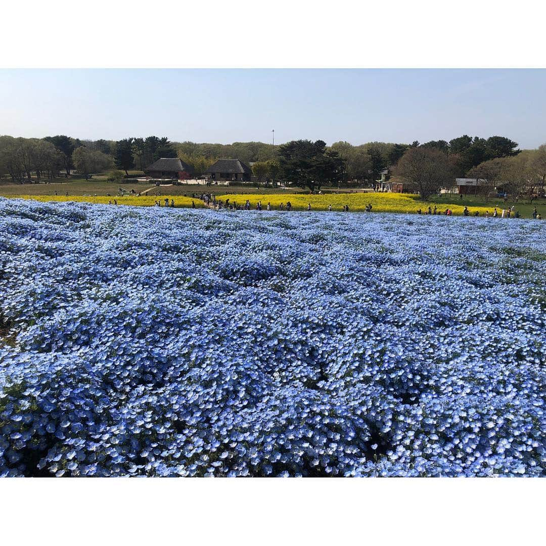 高橋和美さんのインスタグラム写真 - (高橋和美Instagram)「. 茨城の旅🦋 #国営ひたち海浜公園#ネモフィラ#菜の花#nemophila#canolaflower#japan」4月27日 18時11分 - iam_____k_____