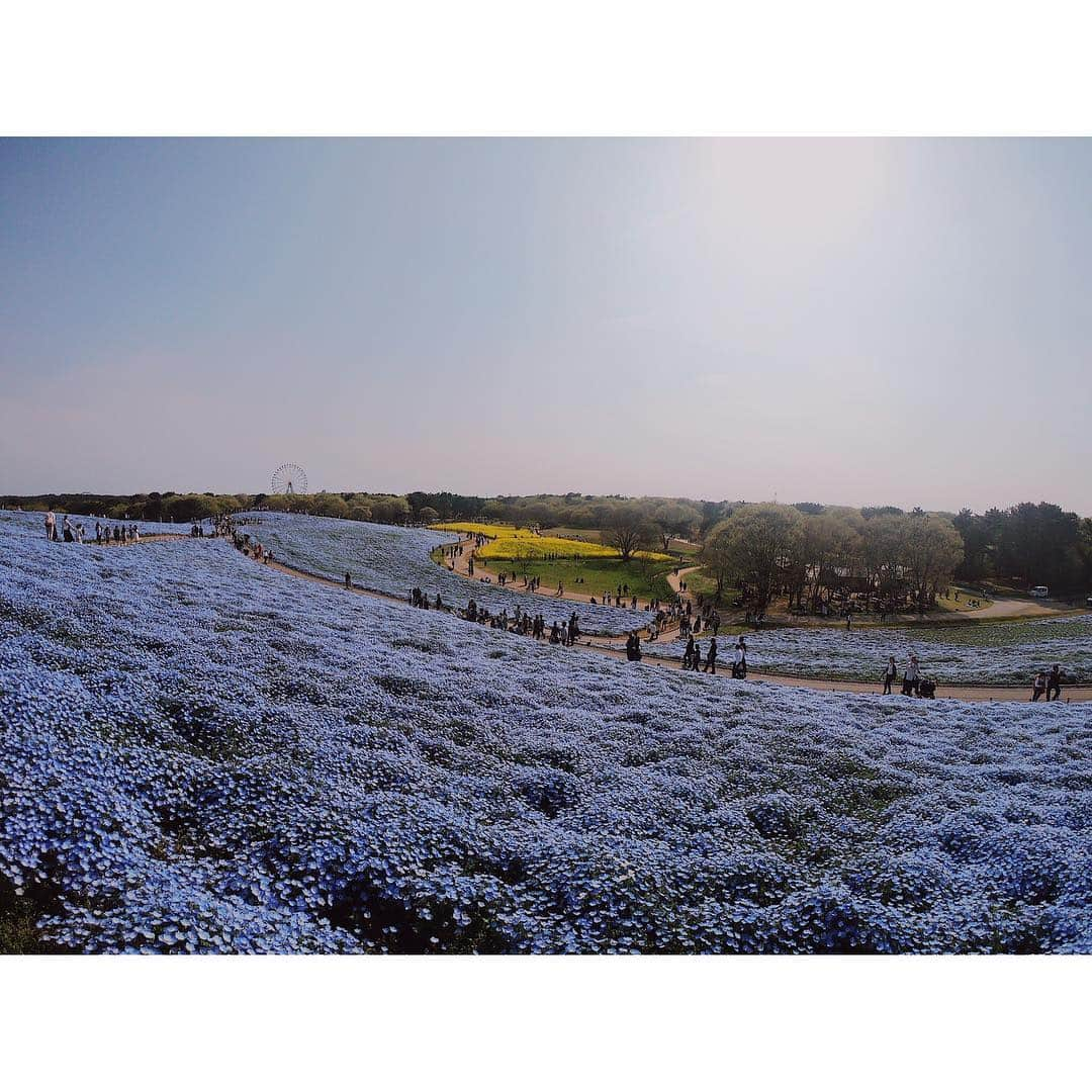 高橋和美さんのインスタグラム写真 - (高橋和美Instagram)「. 茨城の旅🦋 #国営ひたち海浜公園#ネモフィラ#菜の花#nemophila#canolaflower#japan」4月27日 18時11分 - iam_____k_____