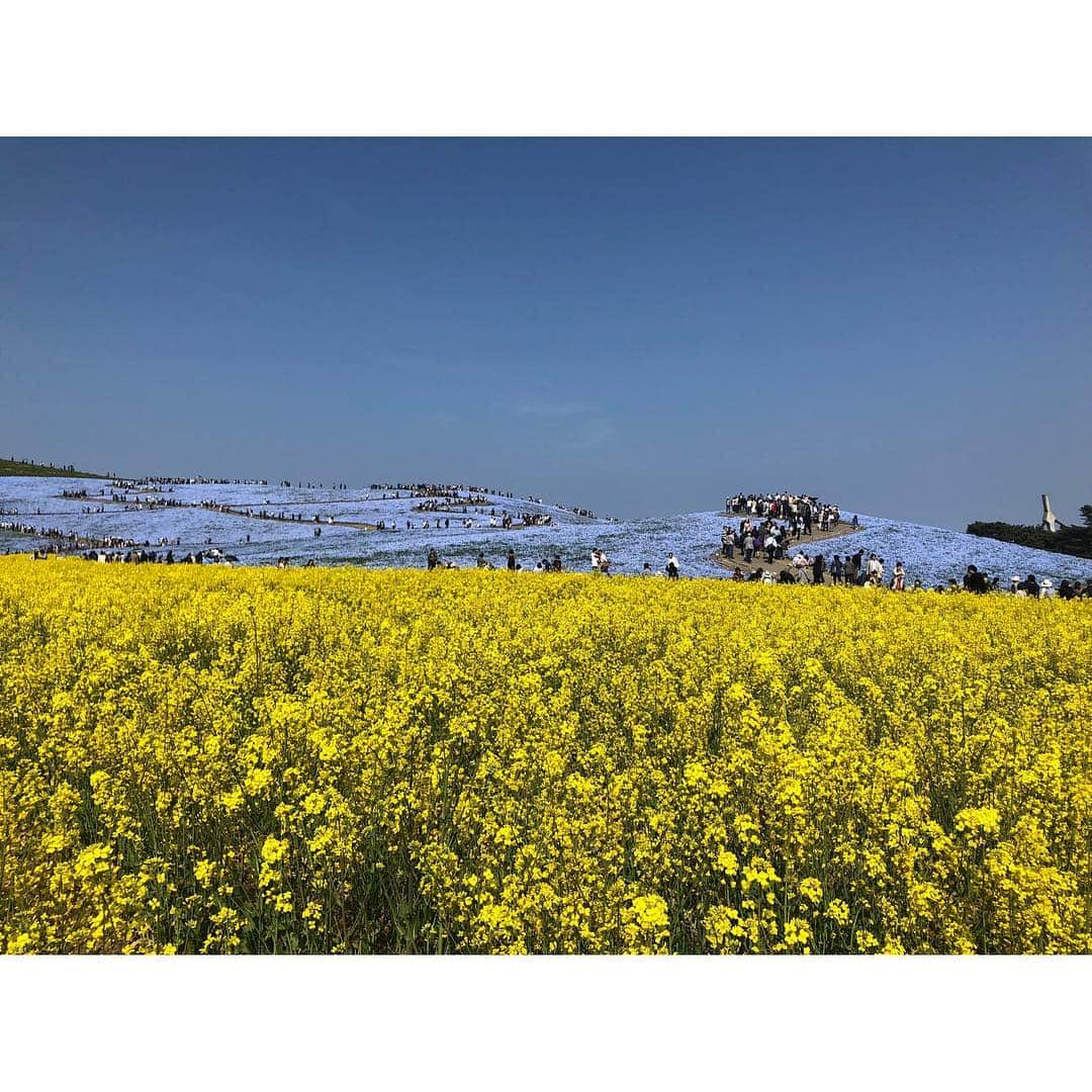 高橋和美さんのインスタグラム写真 - (高橋和美Instagram)「. 茨城の旅🦋 #国営ひたち海浜公園#ネモフィラ#菜の花#nemophila#canolaflower#japan」4月27日 18時11分 - iam_____k_____