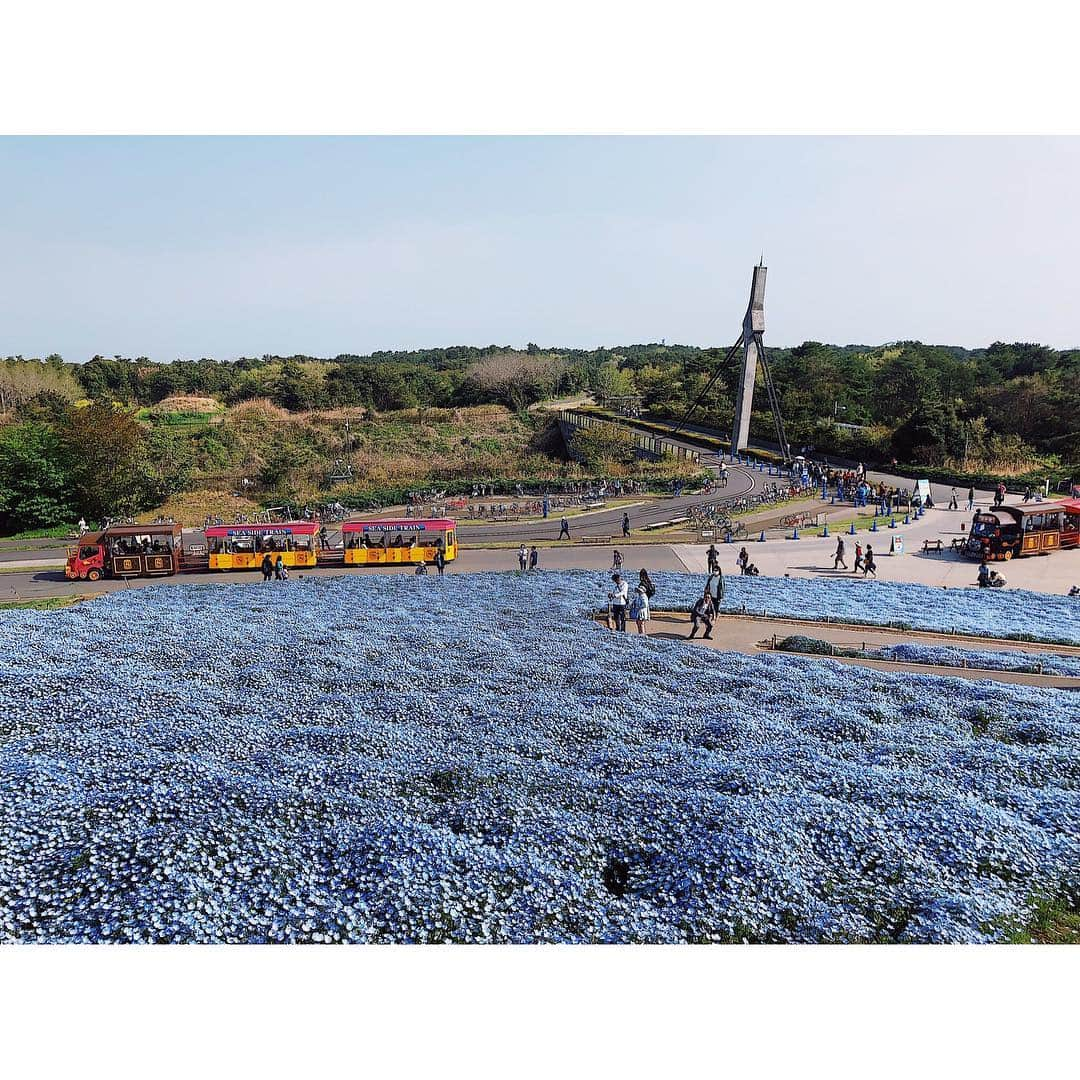 高橋和美さんのインスタグラム写真 - (高橋和美Instagram)「. 茨城の旅🦋 #国営ひたち海浜公園#ネモフィラ#菜の花#nemophila#canolaflower#japan」4月27日 18時11分 - iam_____k_____