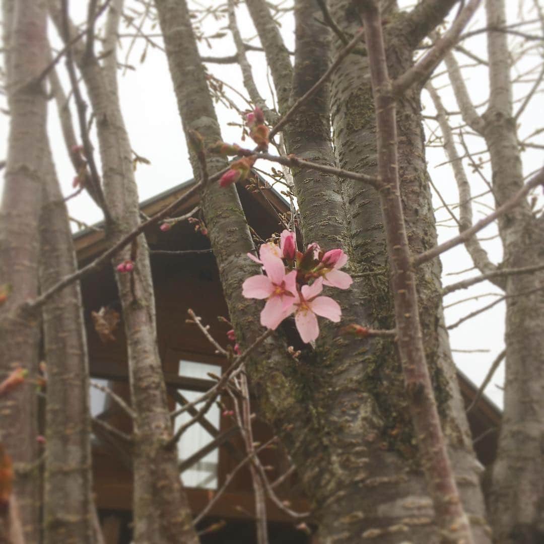 島崎直也のインスタグラム：「うちの桜もやっと咲きました🌸  #軽井沢 #桜 #cherryblossom」