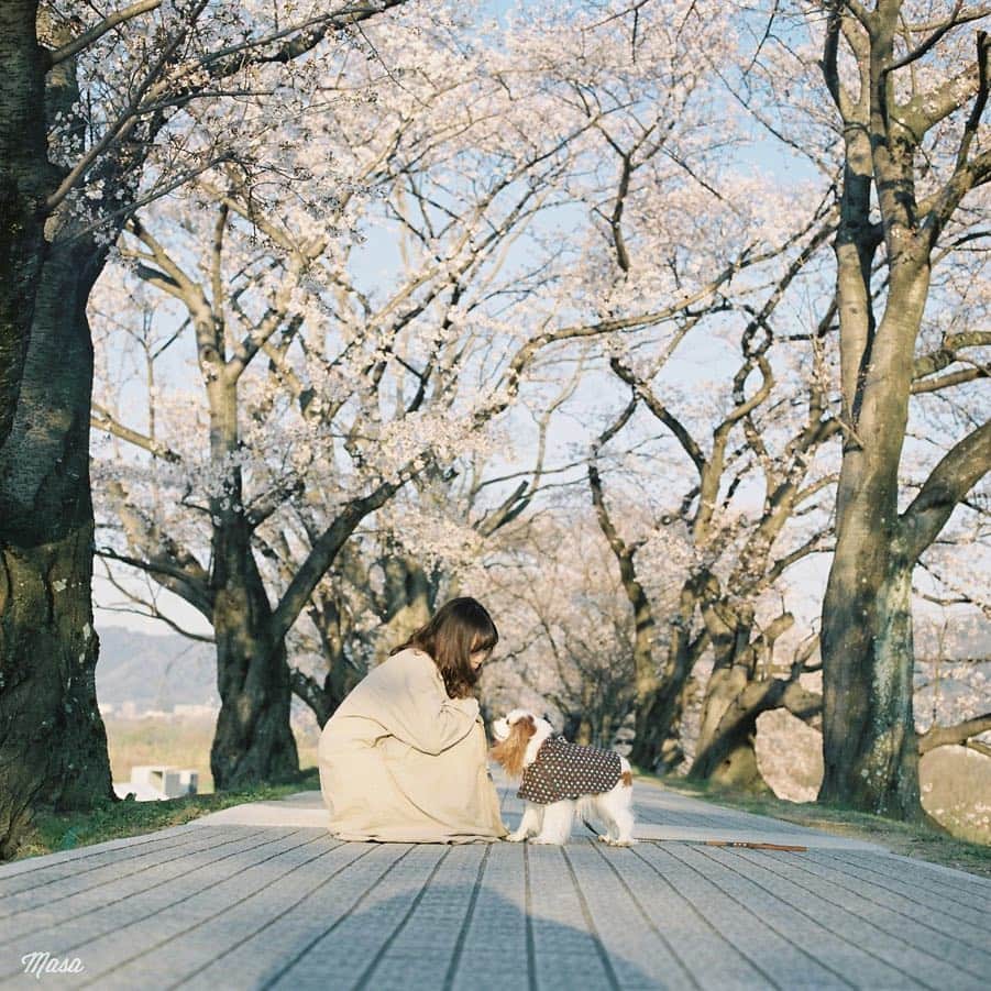 Masaさんのインスタグラム写真 - (MasaInstagram)「. . ▶︎▶︎▶︎ Swipe . . こんな春の朝を散歩とか最高ですね☺️🐶 . 撮影日 : 2019年4月4日 . #まっセル #ヤマプリ #hasselblad #ハッセルブラッド #instagramjapan #igersjp #tokyocameraclub #film_com #impression_shots #art_of_japan_ #photogenic_jp #GPW_members_only #good_portraits_world #film_jp #film #フィルム #filmcamera #filmphotography #portrait #ポートレート #photogram_archive #桜 #Cherryblossom #京都 #Kyoto #八幡市 #背割堤 #todays_blue_collection #pof_ig #犬」4月27日 18時55分 - masa_nikonist