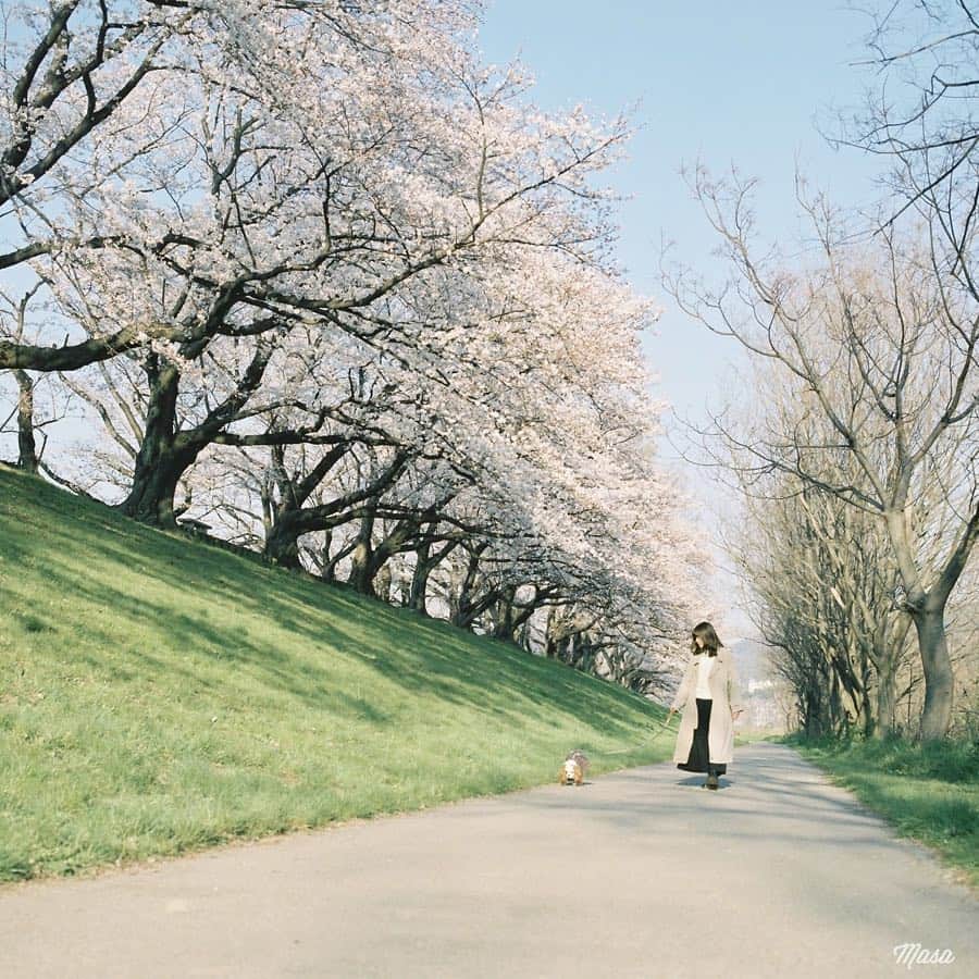 Masaさんのインスタグラム写真 - (MasaInstagram)「. . ▶︎▶︎▶︎ Swipe . . こんな春の朝を散歩とか最高ですね☺️🐶 . 撮影日 : 2019年4月4日 . #まっセル #ヤマプリ #hasselblad #ハッセルブラッド #instagramjapan #igersjp #tokyocameraclub #film_com #impression_shots #art_of_japan_ #photogenic_jp #GPW_members_only #good_portraits_world #film_jp #film #フィルム #filmcamera #filmphotography #portrait #ポートレート #photogram_archive #桜 #Cherryblossom #京都 #Kyoto #八幡市 #背割堤 #todays_blue_collection #pof_ig #犬」4月27日 18時55分 - masa_nikonist