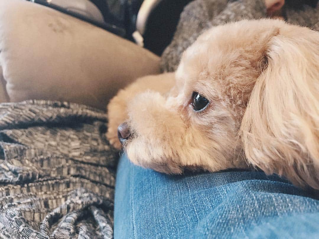 野村明日香のインスタグラム：「* たそがれテントさん🐾 どこ見てんの〜〜 このアゴ乗せがたまんなく可愛い🐶💘 * #愛犬 #プードル #タイニープードル」
